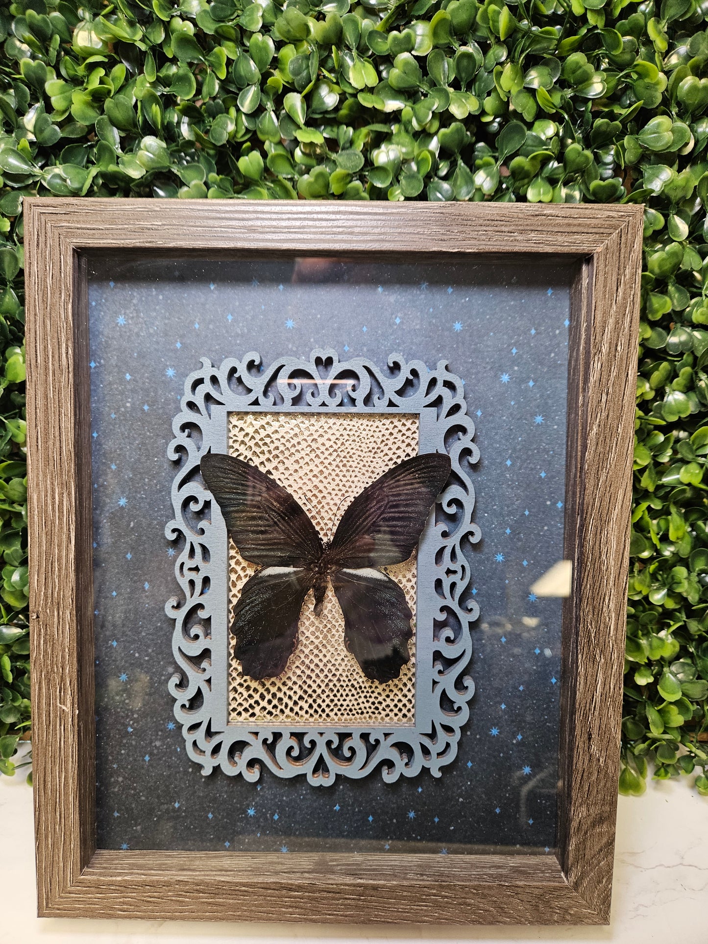 GREY WASH 8X10 BLUE FRAMED BUTTERFLY