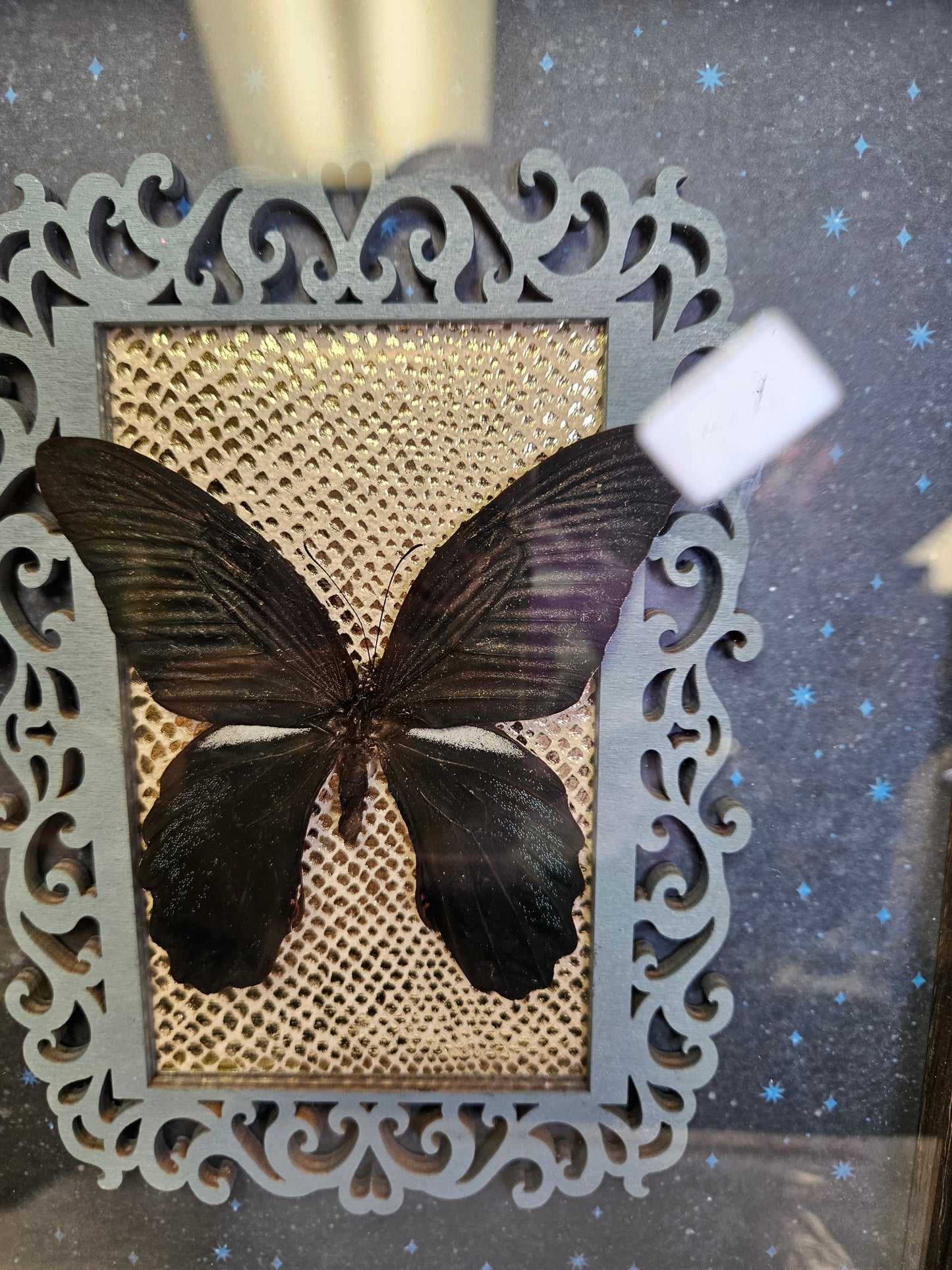 GREY WASH 8X10 BLUE FRAMED BUTTERFLY