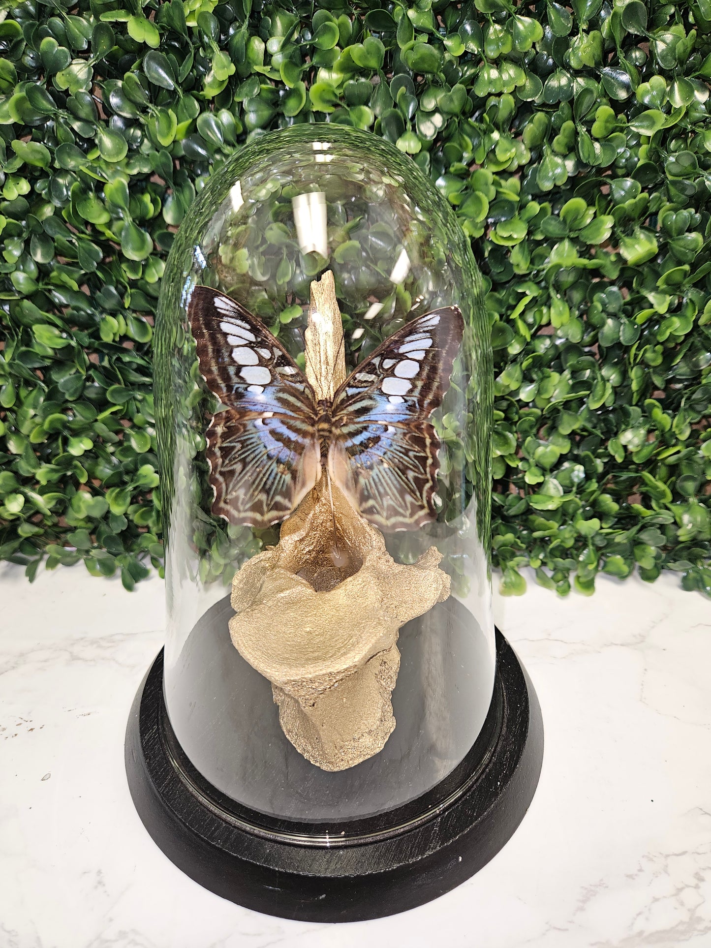 Gold bone butterfly dome
