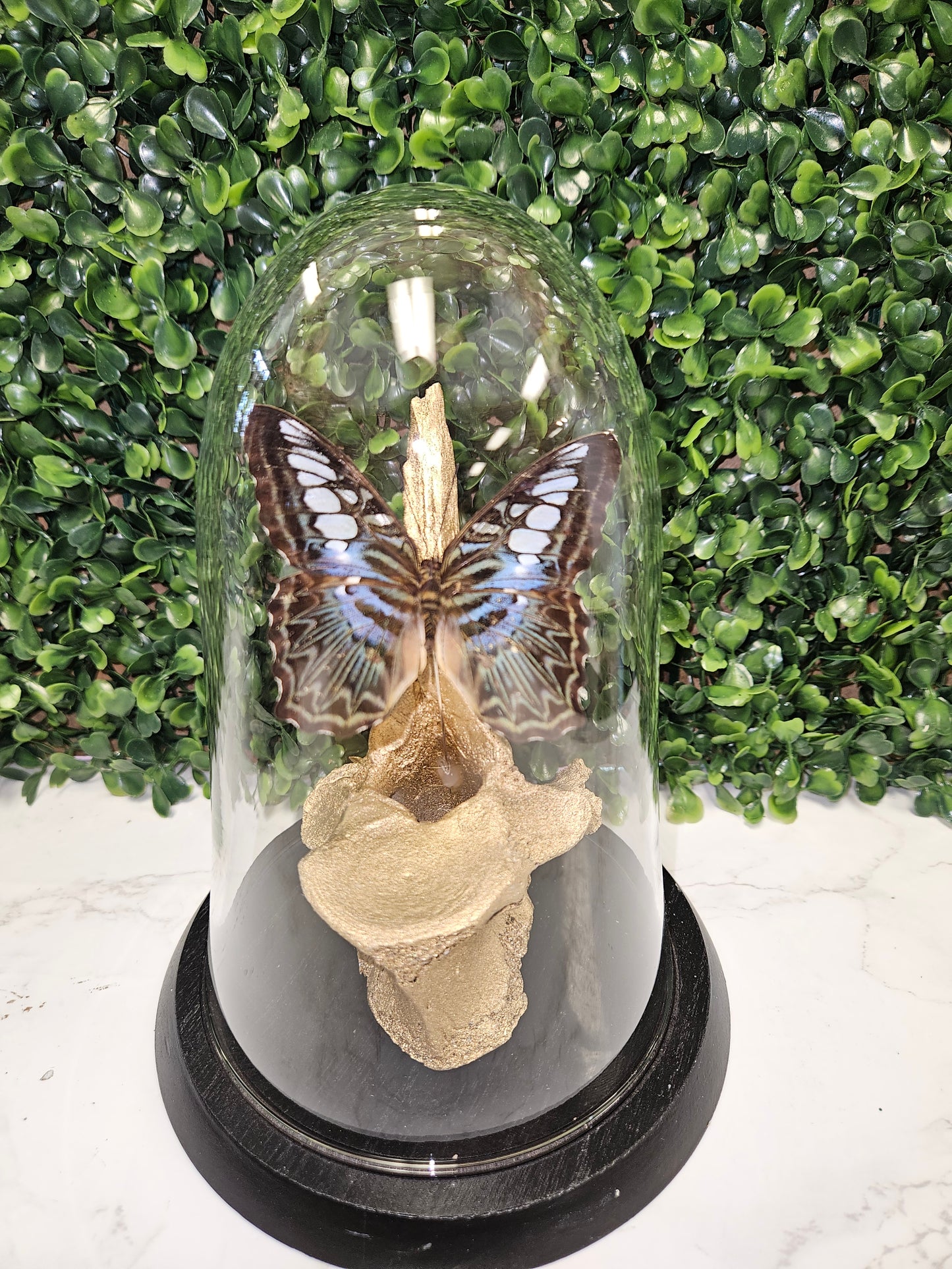 Gold bone butterfly dome
