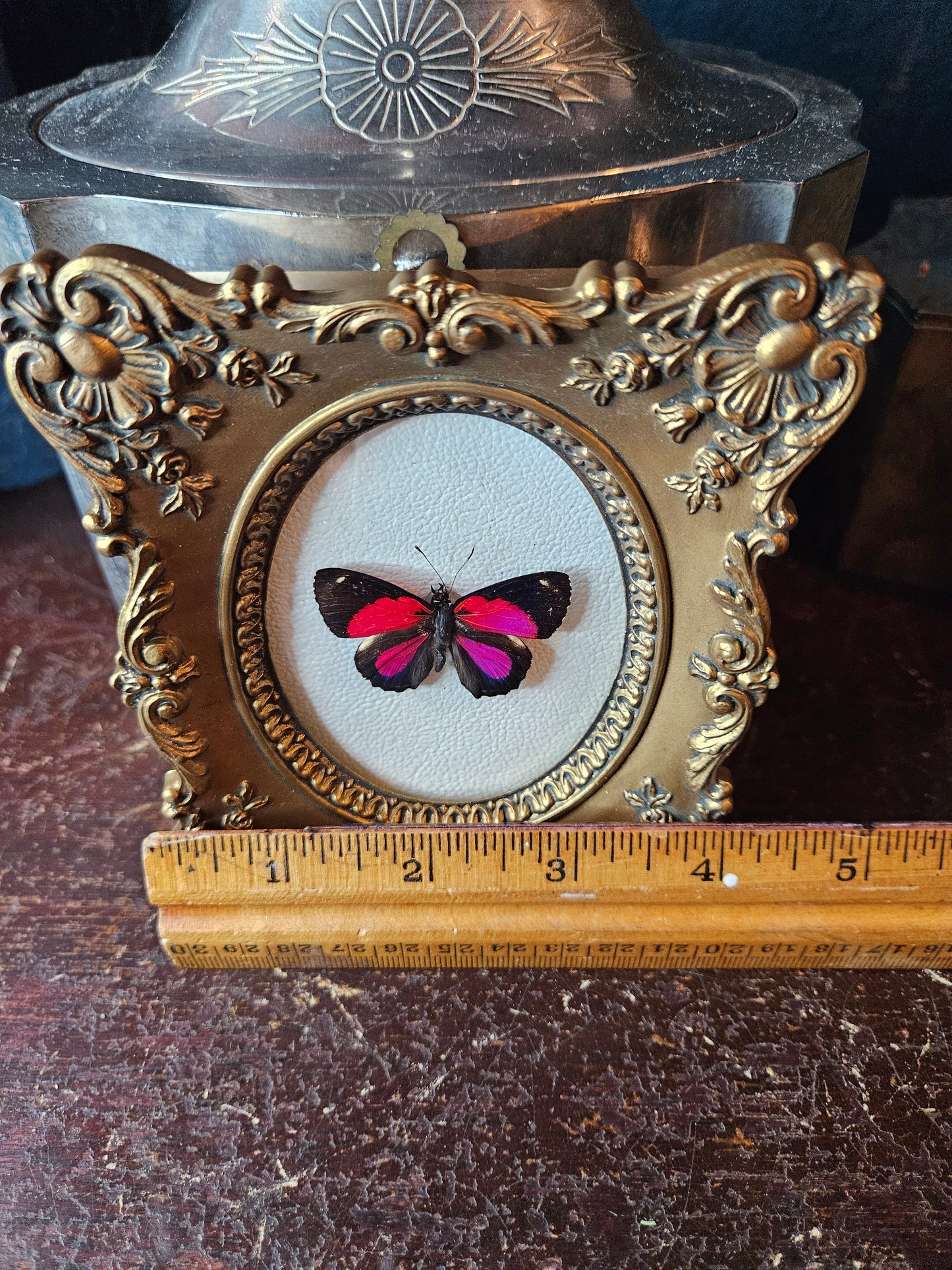 Vintage gold Cameo framed butterfly