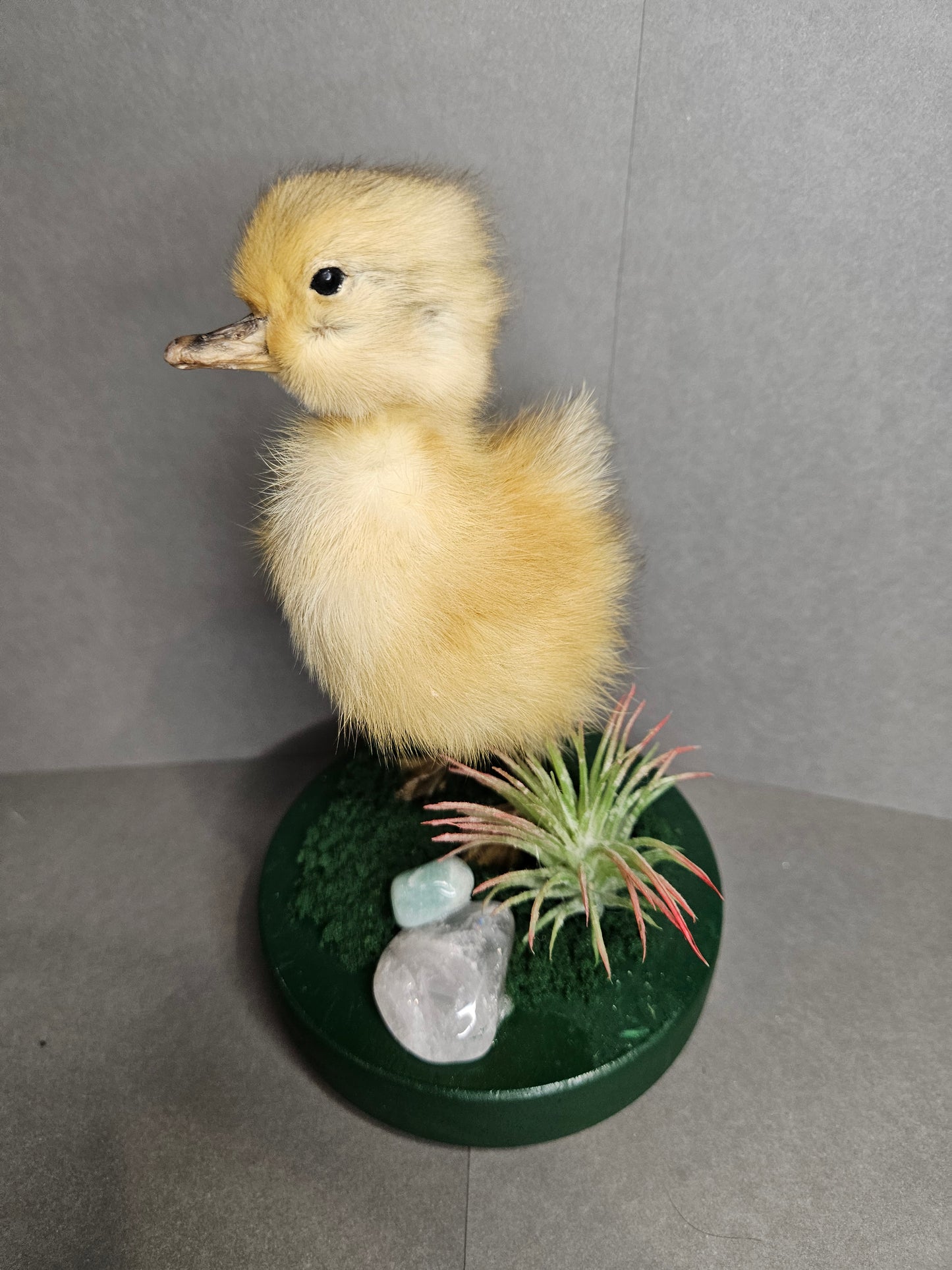 Green pink quartz taxidermy duckling