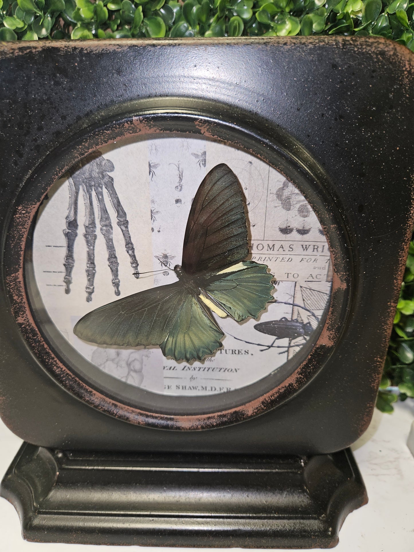 Dark academia Green midnight swallowtail butterfly