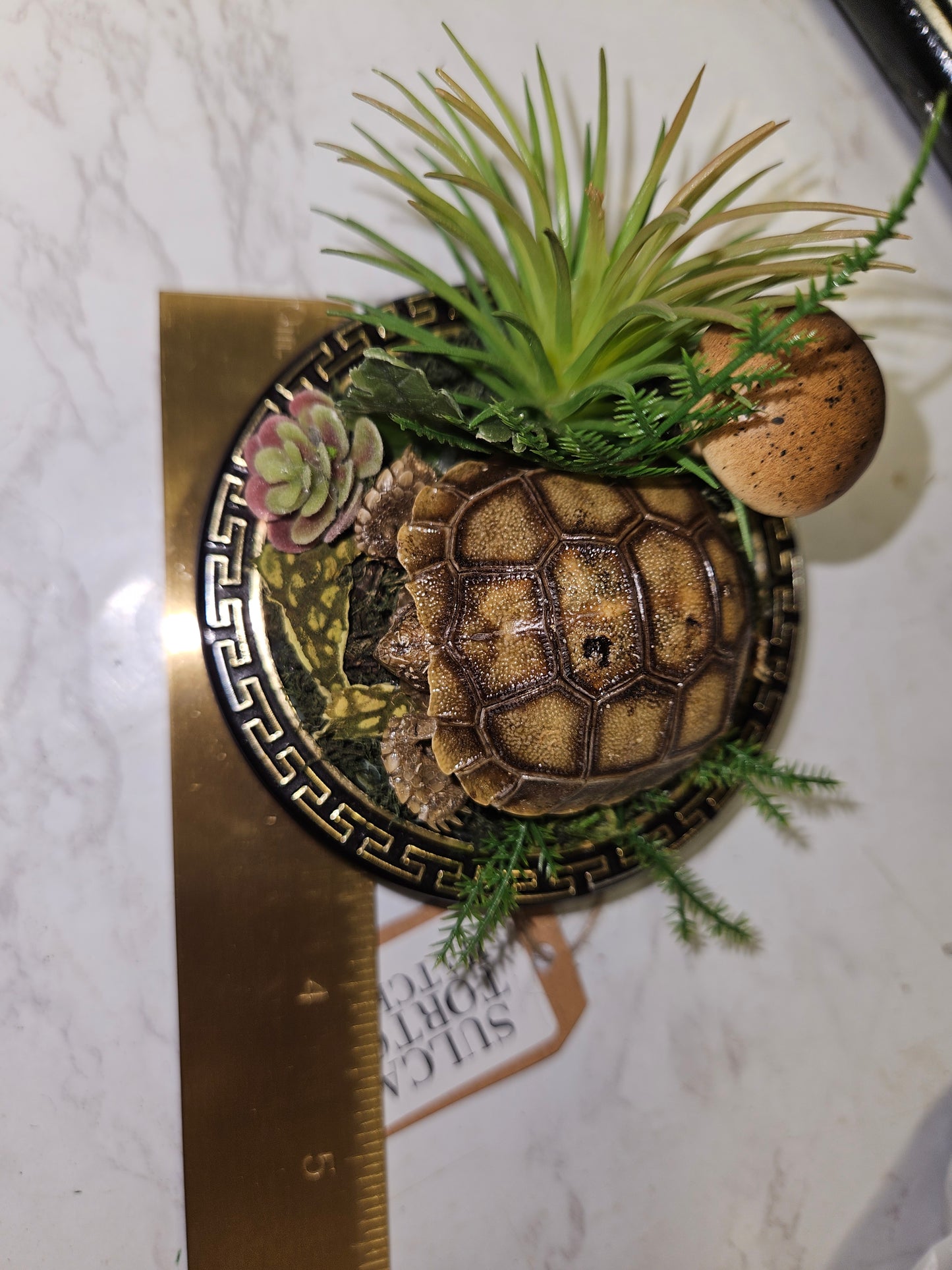 Sulcata tortoise hatchling