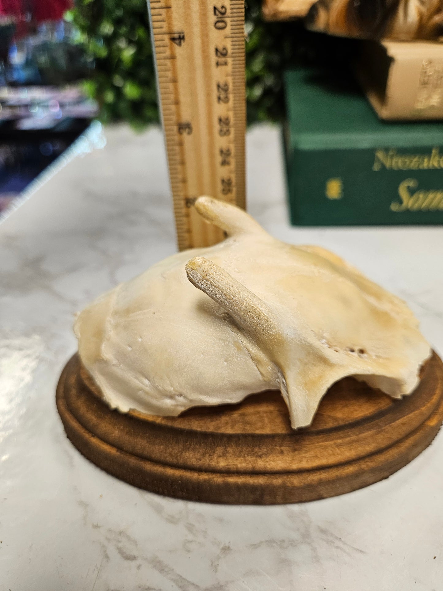 Vintage Roe deer antler skull cap plaque A