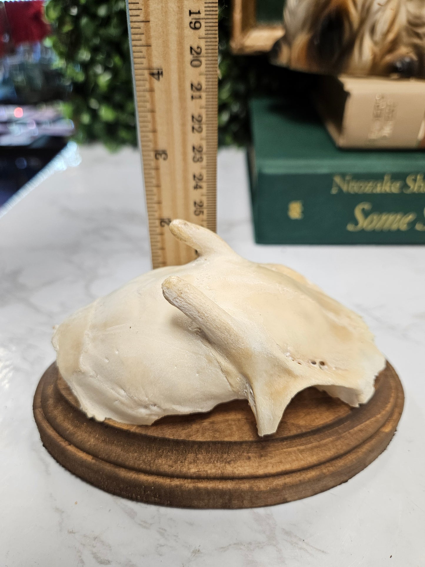 Vintage Roe deer antler skull cap plaque A