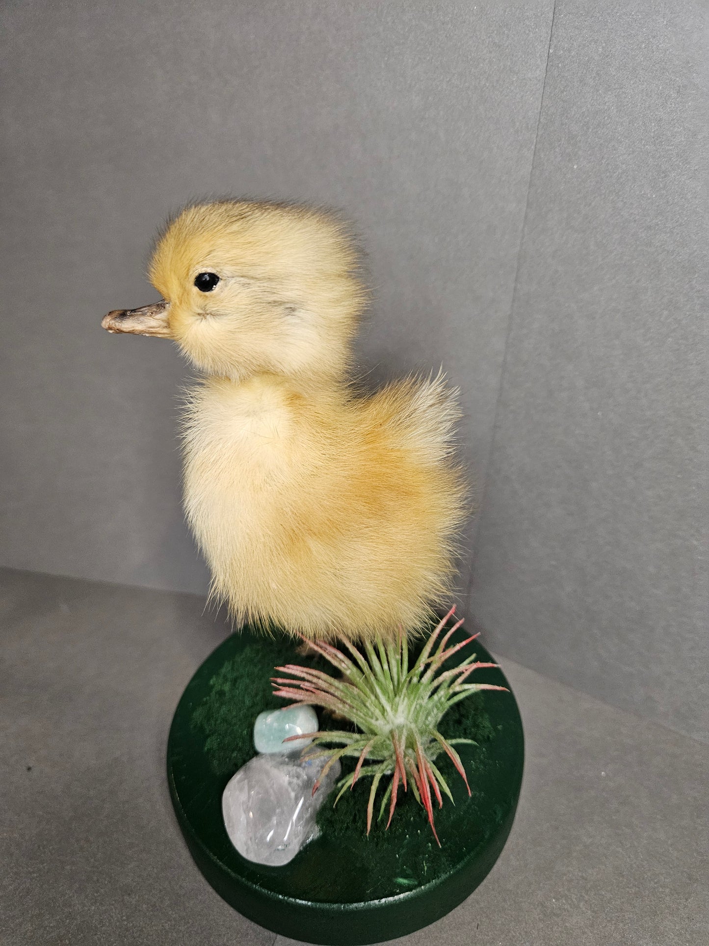 Green pink quartz taxidermy duckling
