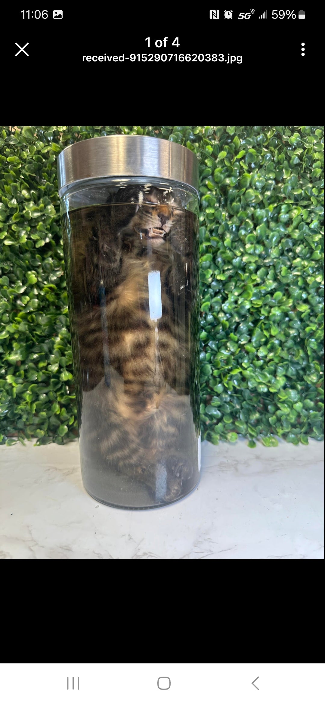 Domestic full body Kitten - cat wet specimen - tiger stripes