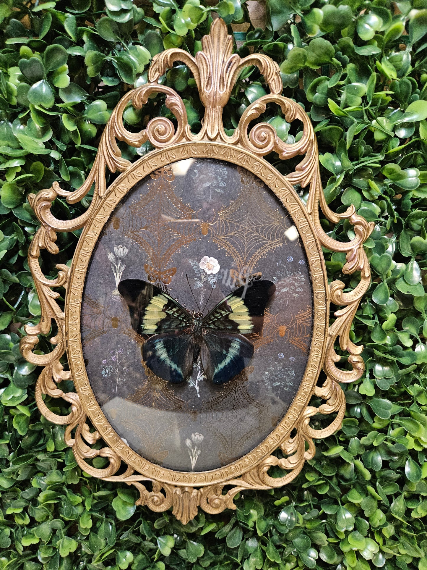 Vintage ornate gold medal blue butterfly - cameo frame