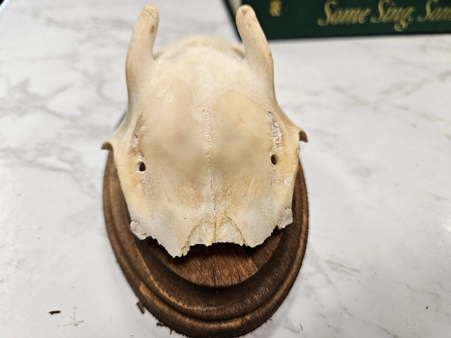 Vintage Roe deer antler skull cap plaque A