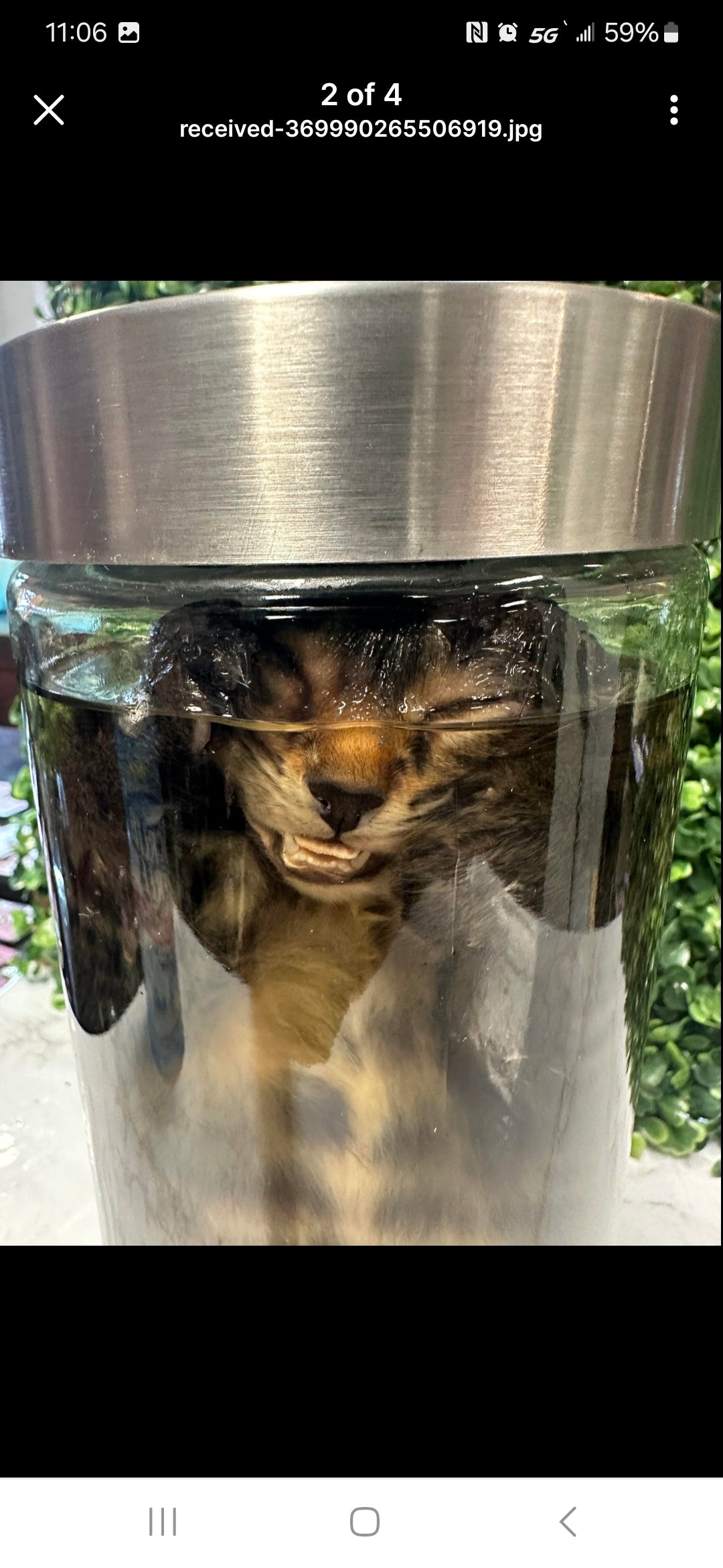 Domestic full body Kitten - cat wet specimen - tiger stripes