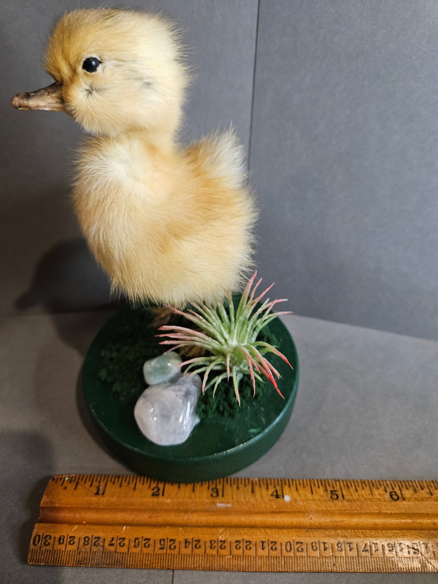Green pink quartz taxidermy duckling