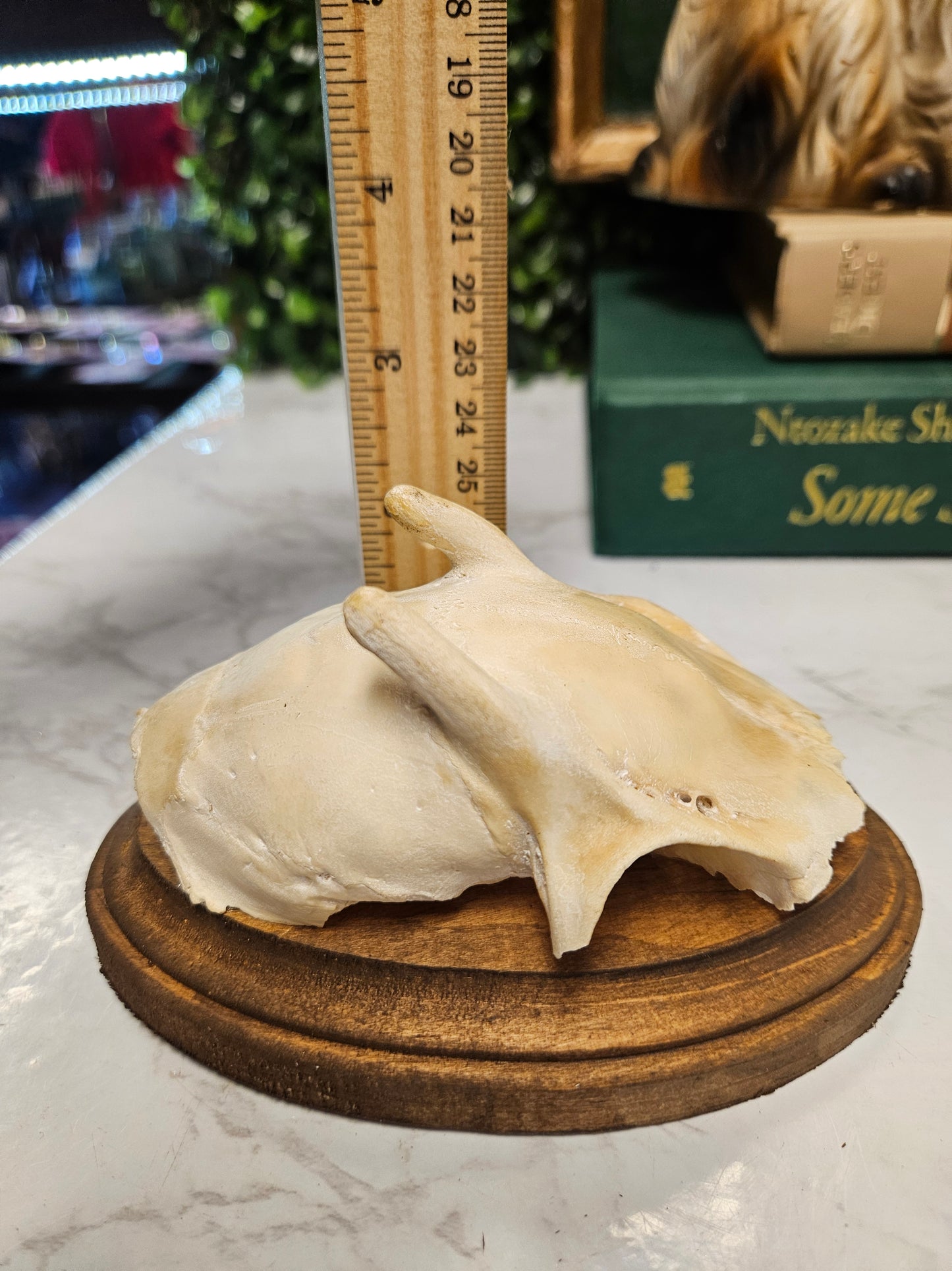 Vintage Roe deer antler skull cap plaque A