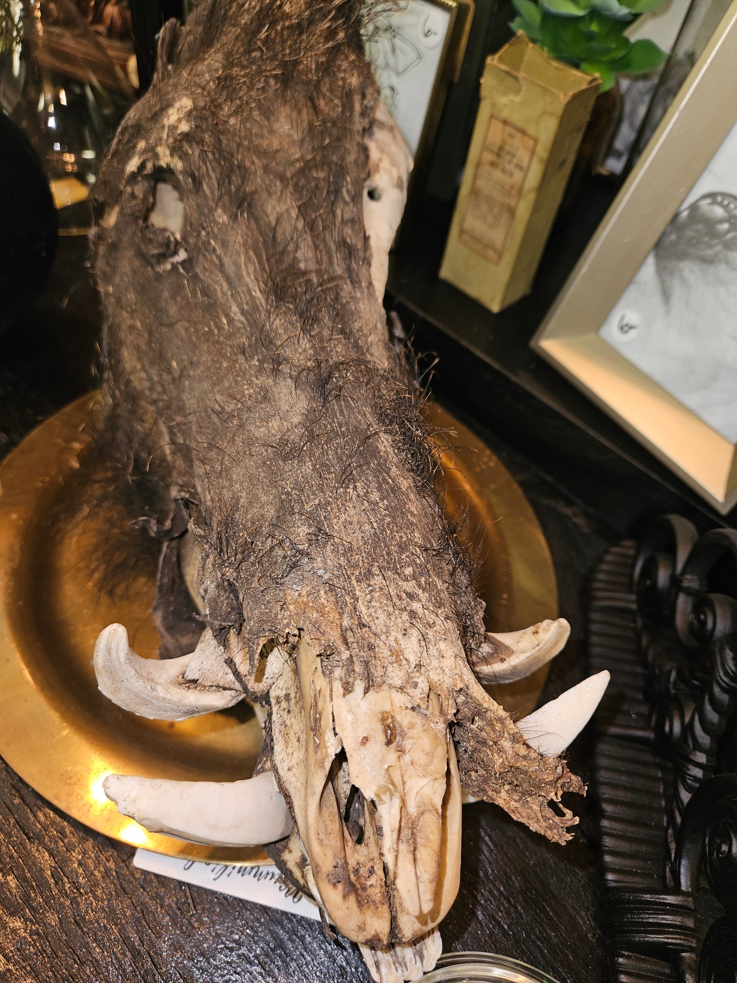 Mummified Boar skull - tusk - taxidermy