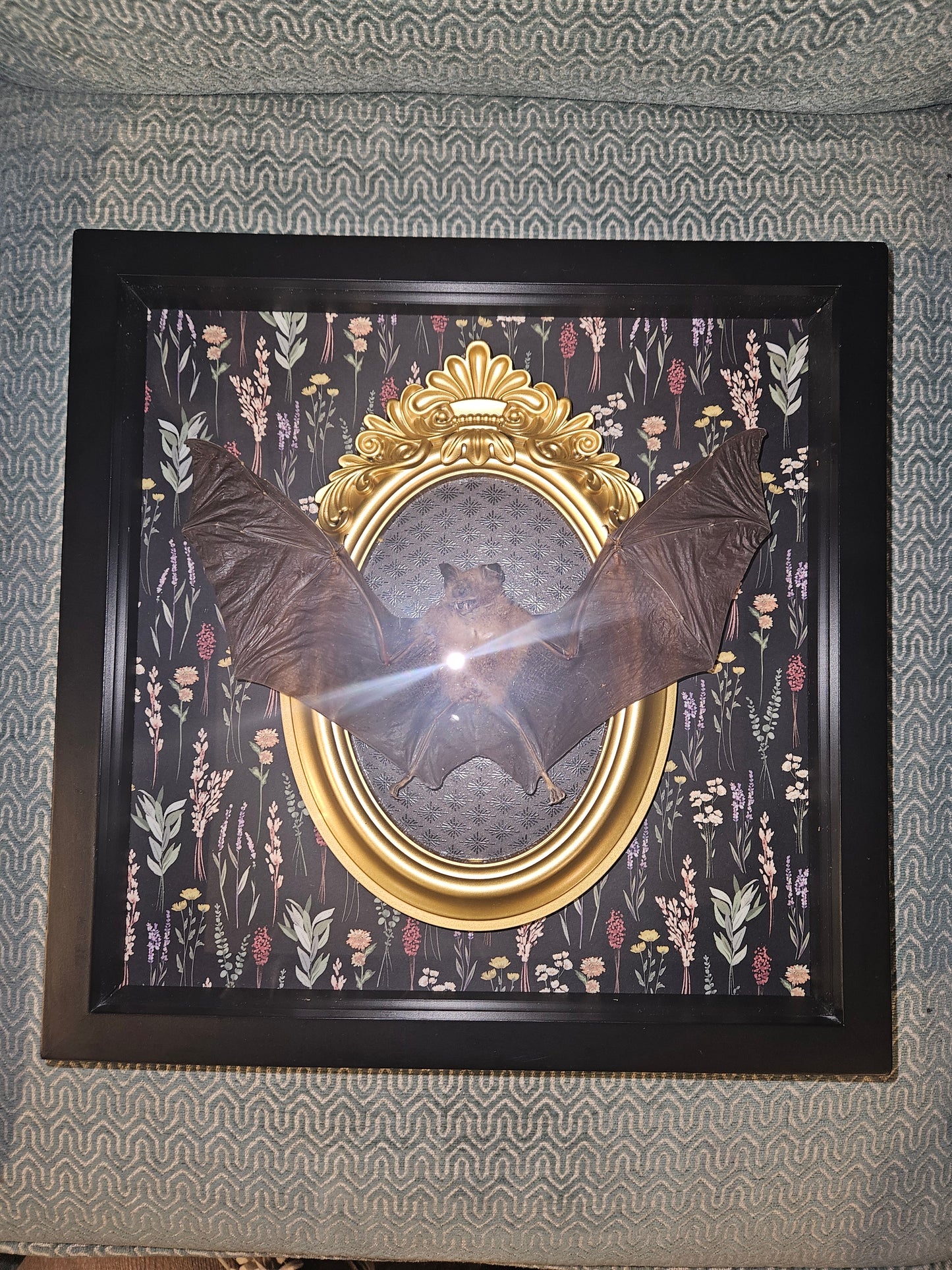 Custome Xl taxidermy framed bat