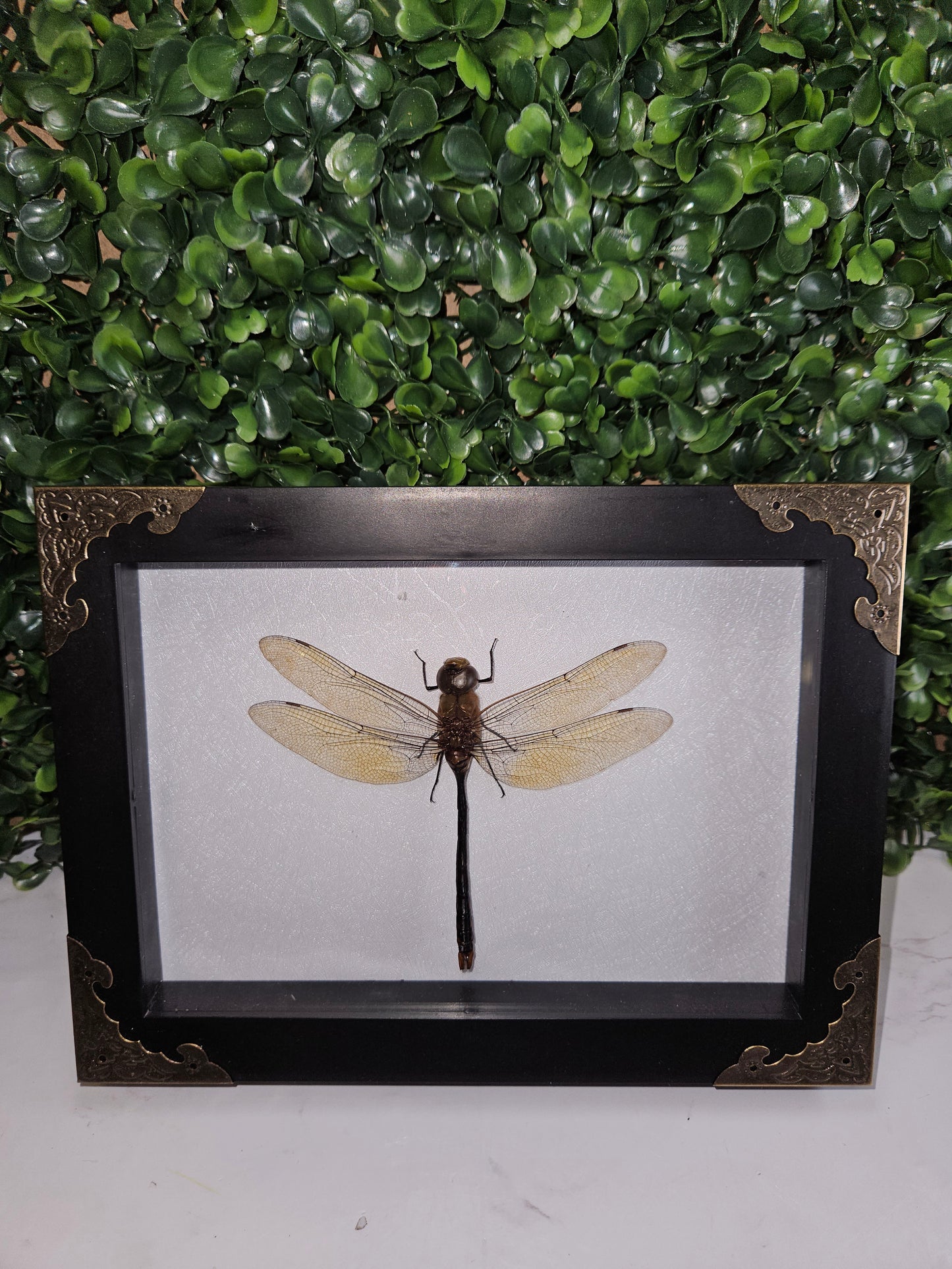 Framed EMPEROR DRAGONFLY