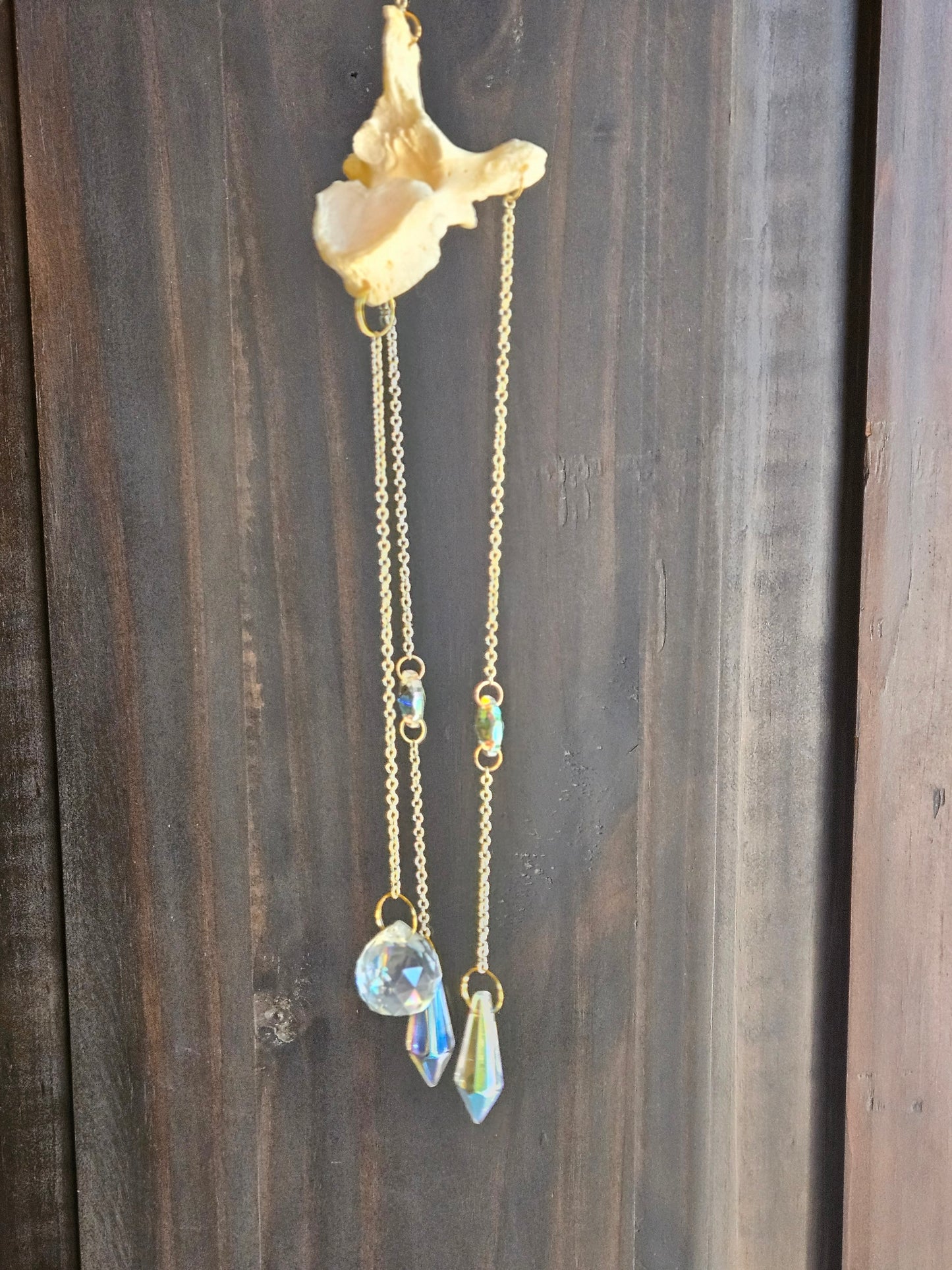 Human Vertebrae sun catcher