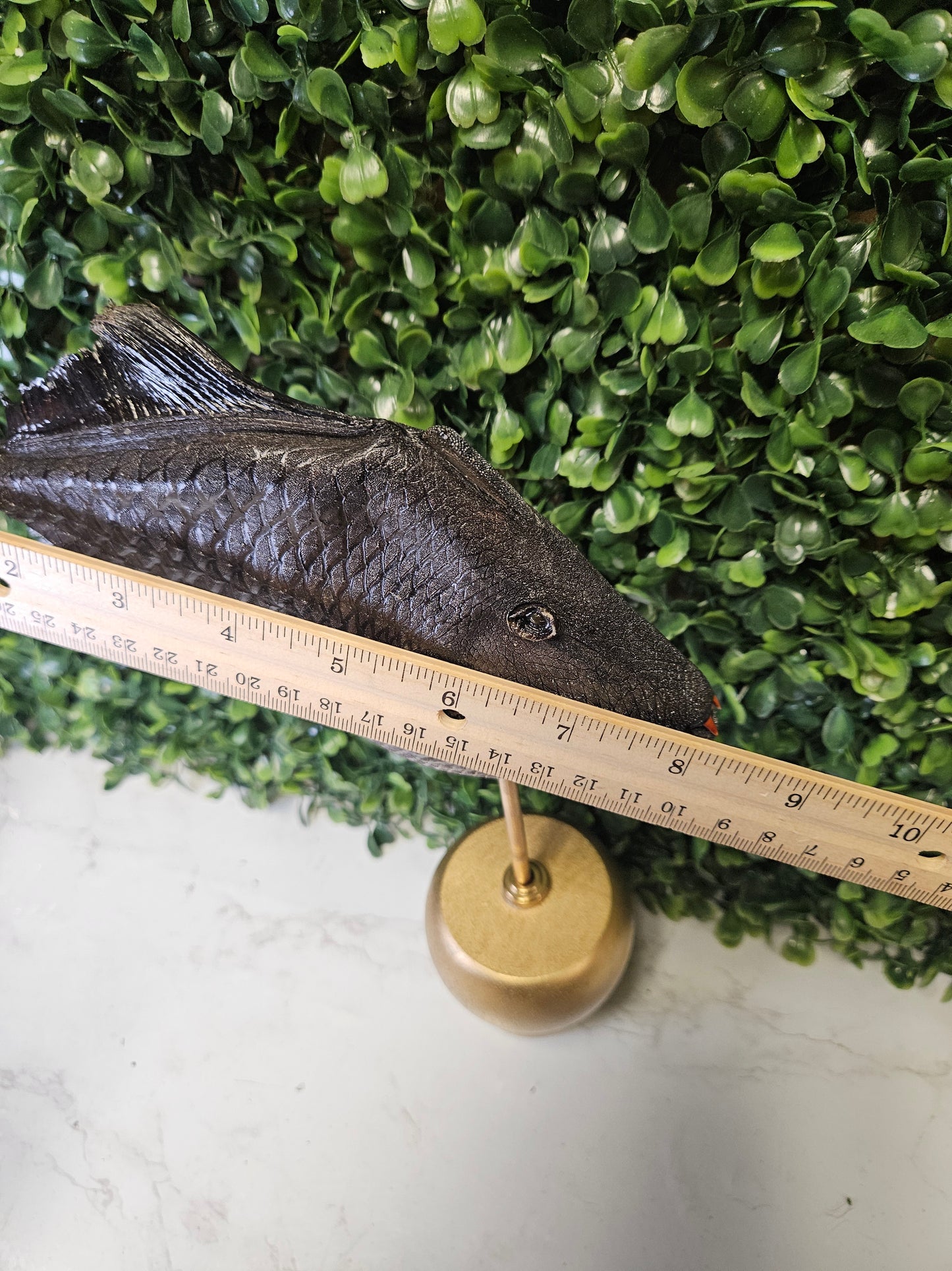 Taxidermy Goth Fish- gold base trigger fish