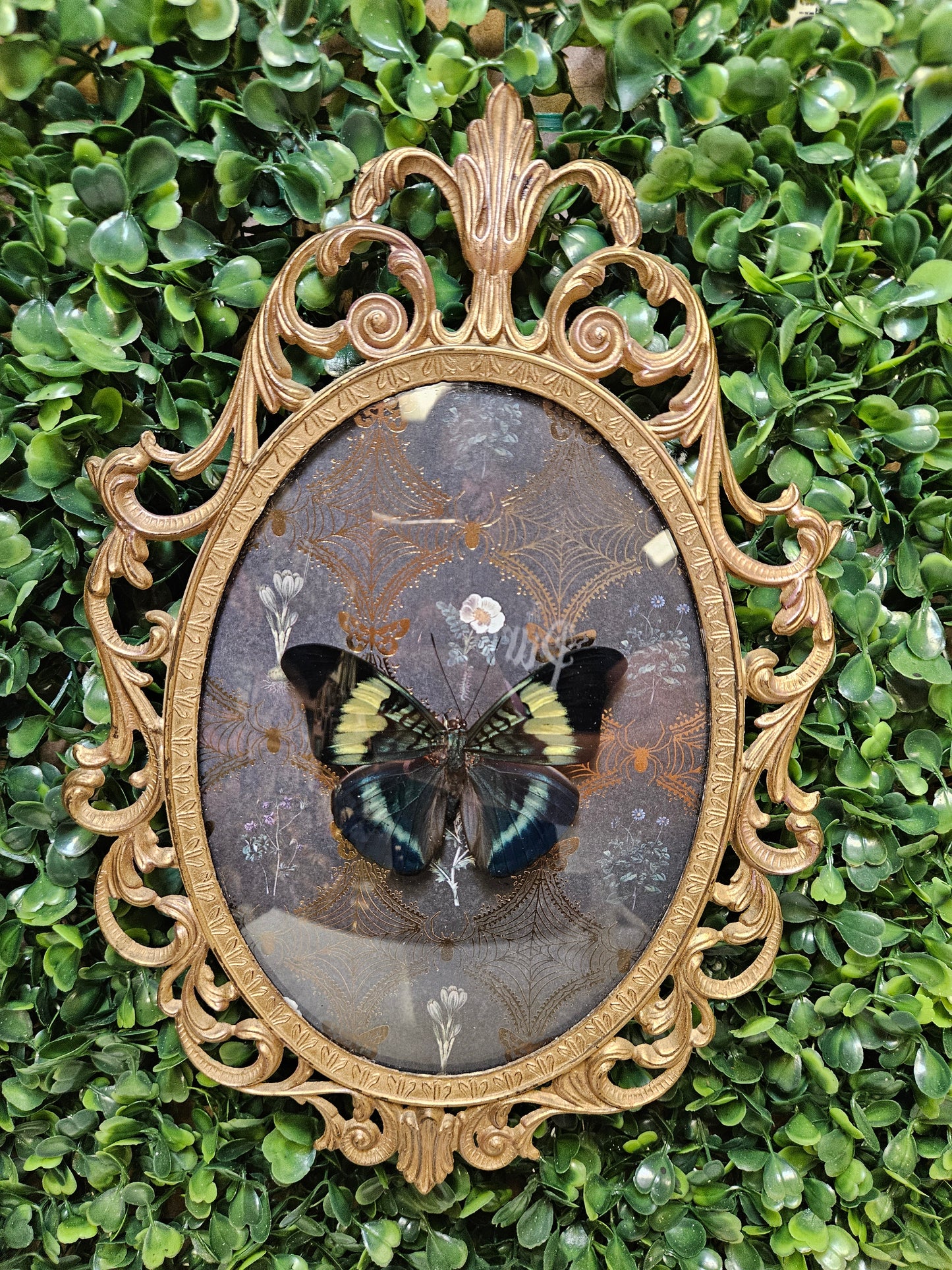 Vintage ornate gold medal blue butterfly - cameo frame