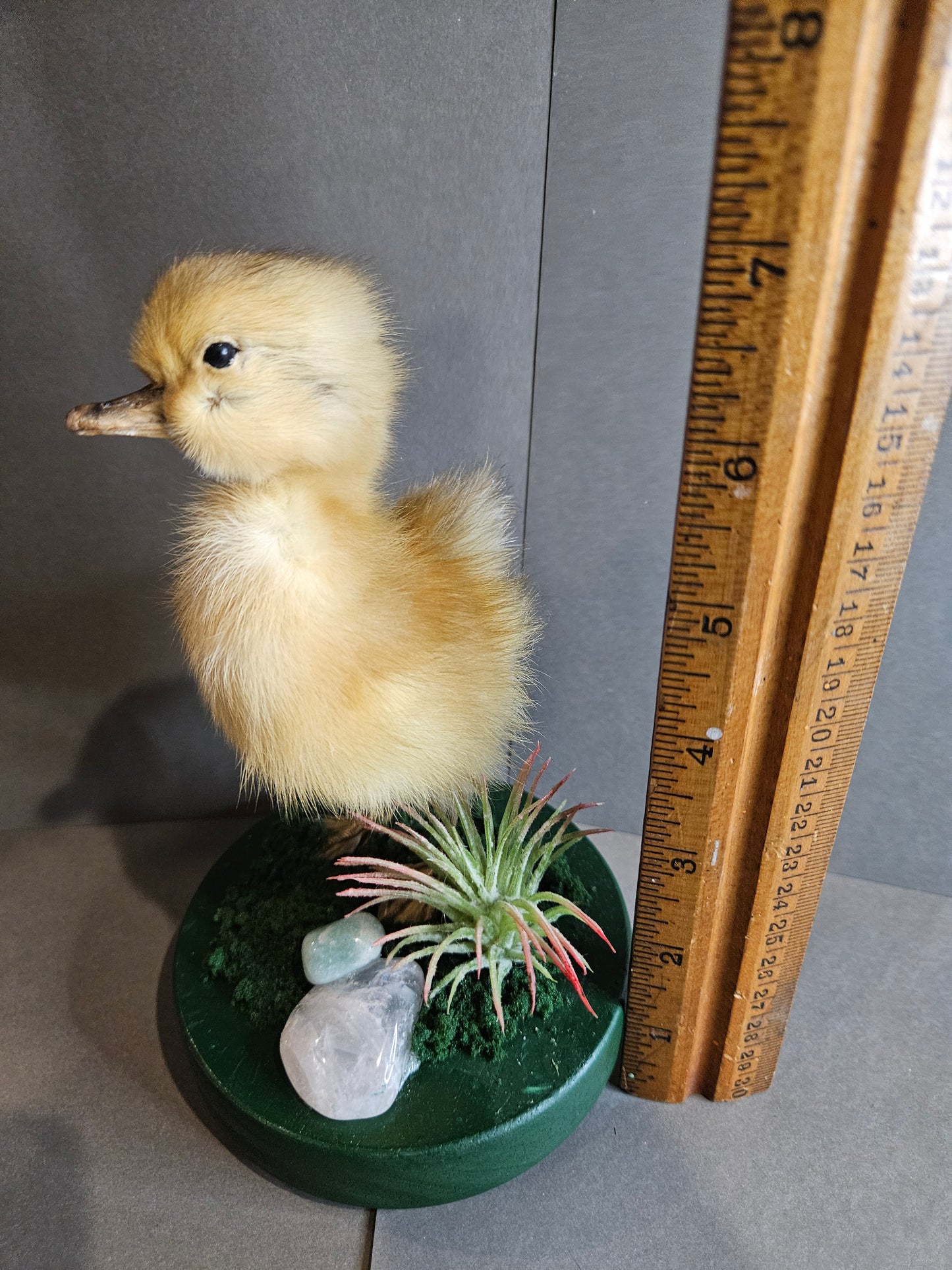 Green pink quartz taxidermy duckling