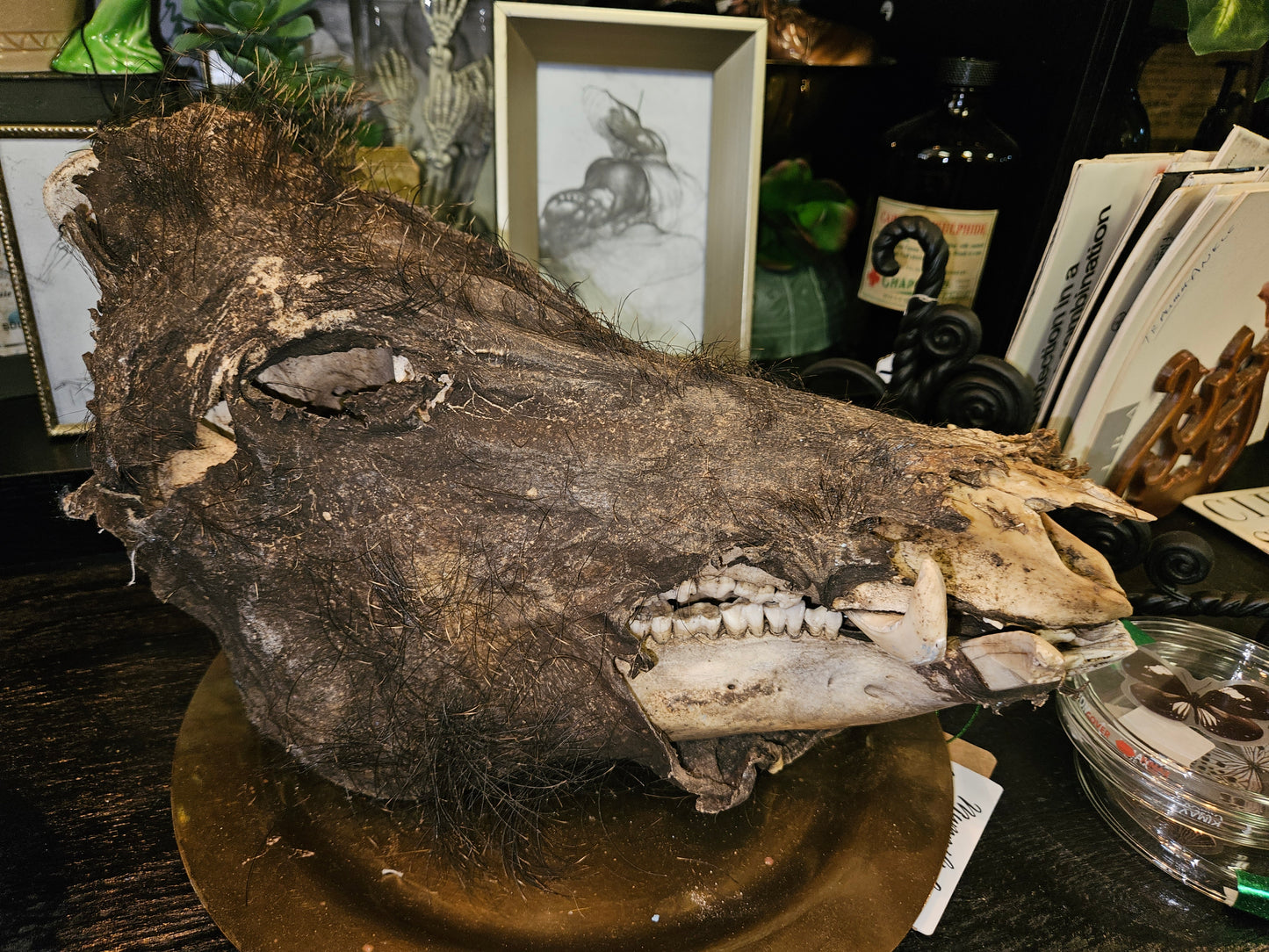 Mummified Boar skull - tusk - taxidermy