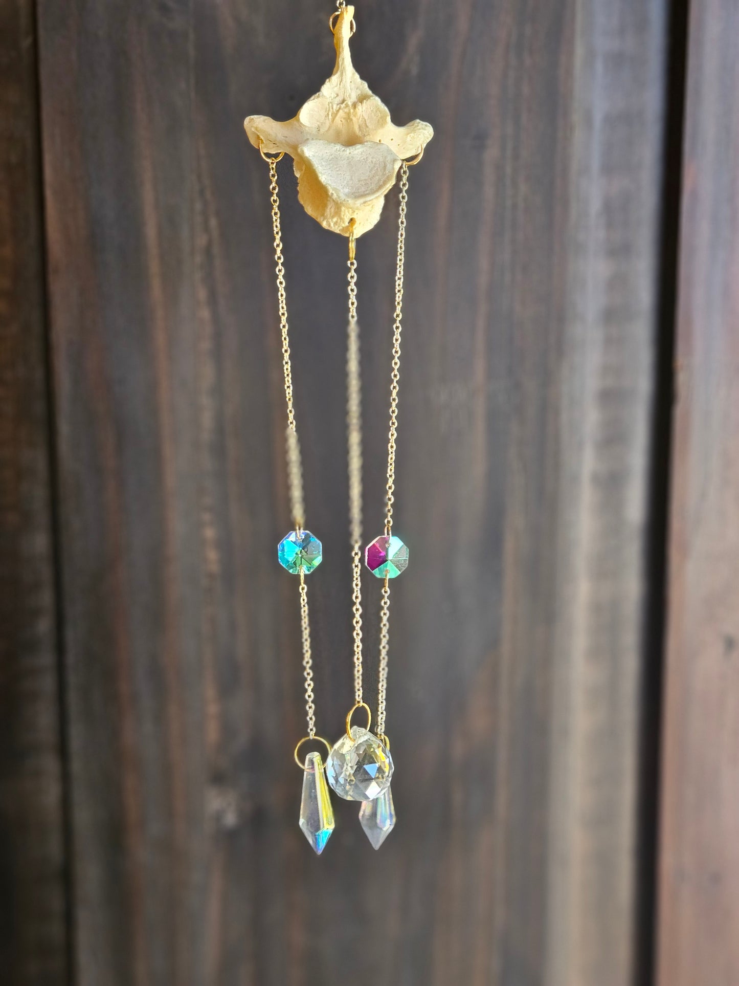 Human Vertebrae sun catcher