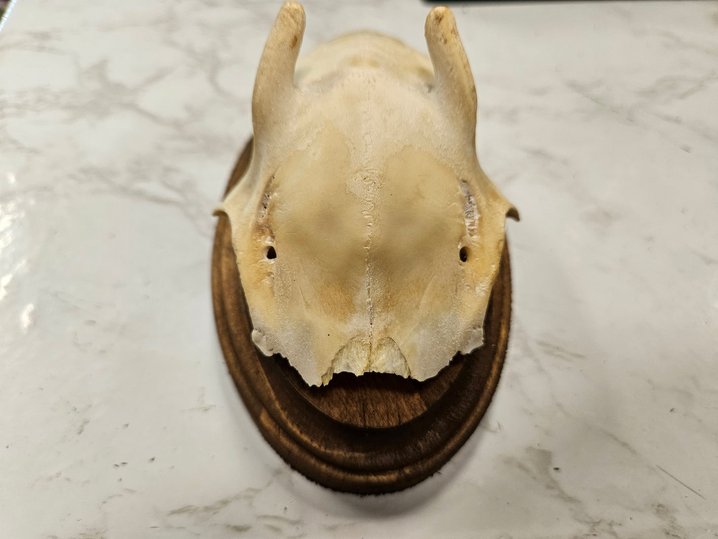 Vintage Roe deer antler skull cap plaque A