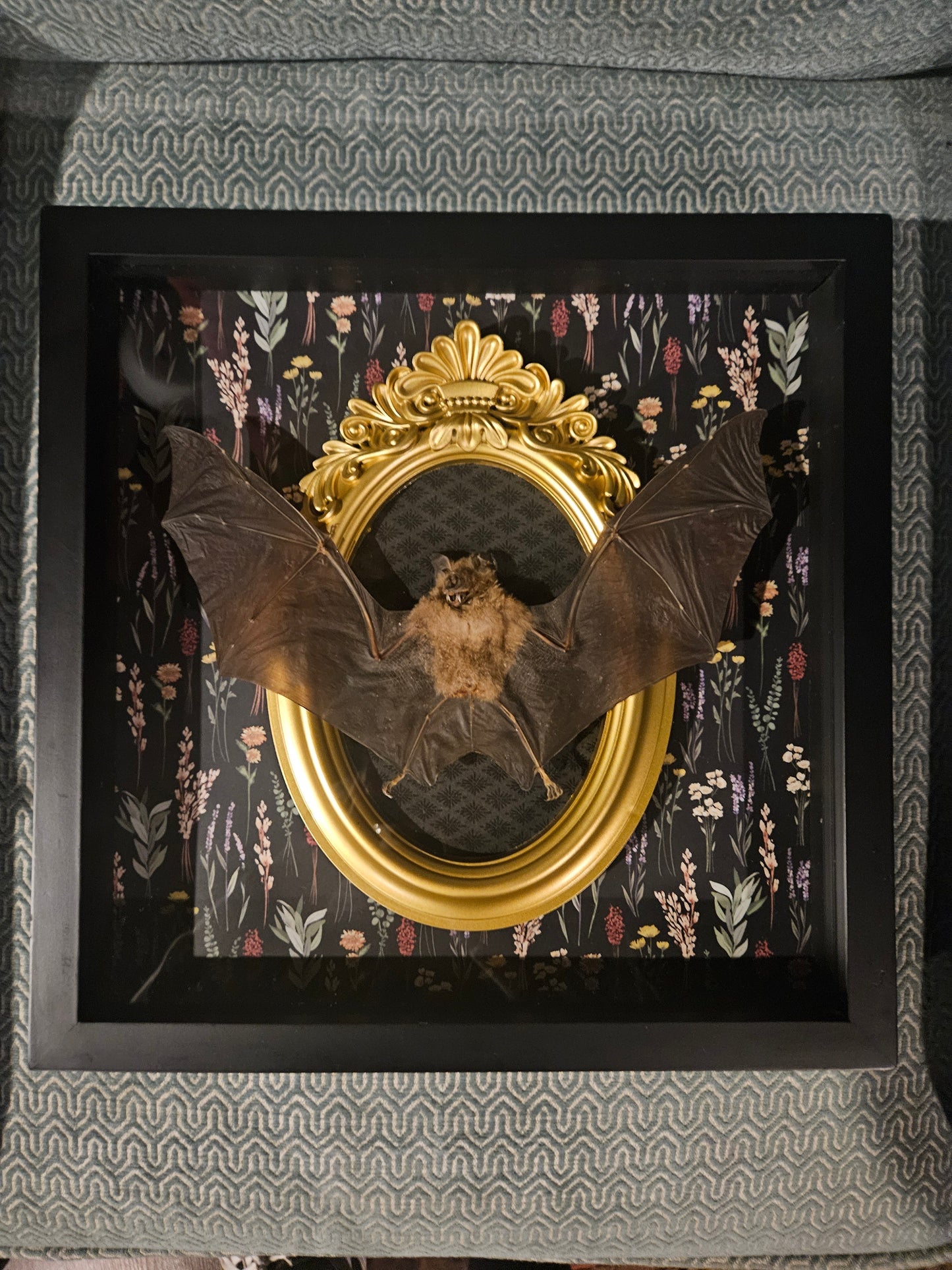 Custome Xl taxidermy framed bat