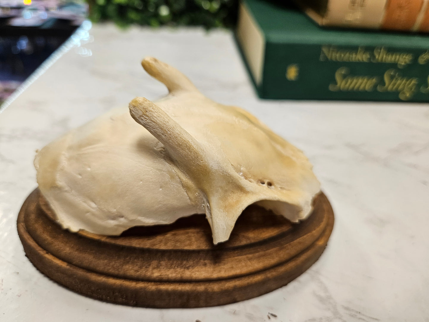 Vintage Roe deer antler skull cap plaque A