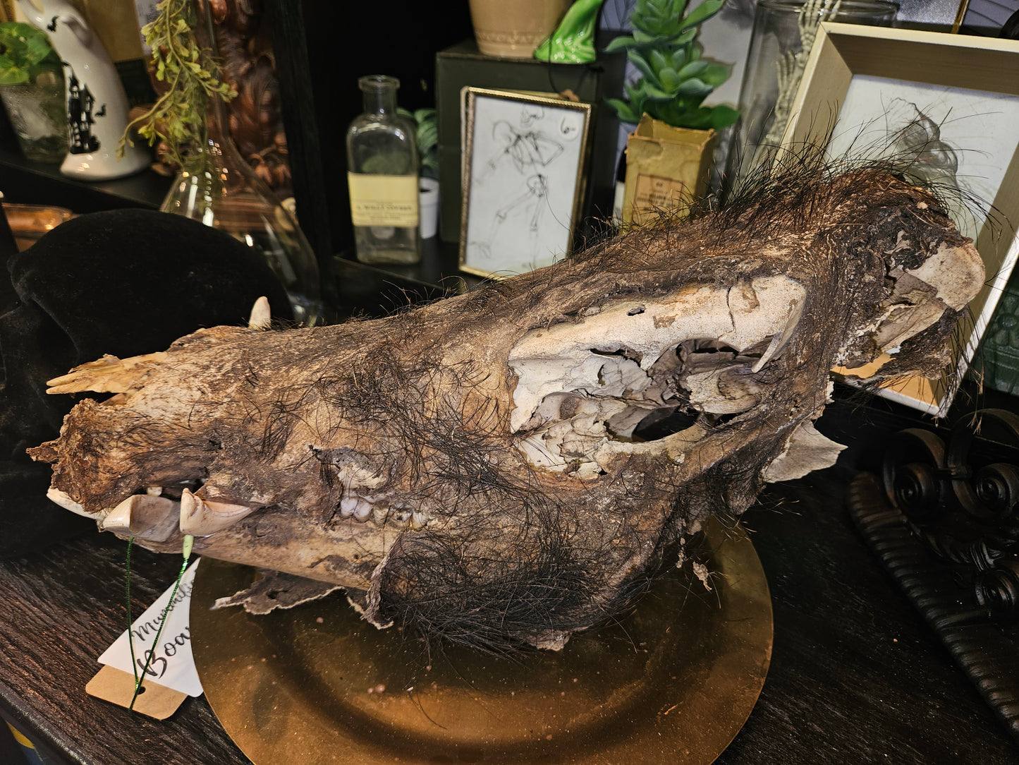 Mummified Boar skull - tusk - taxidermy