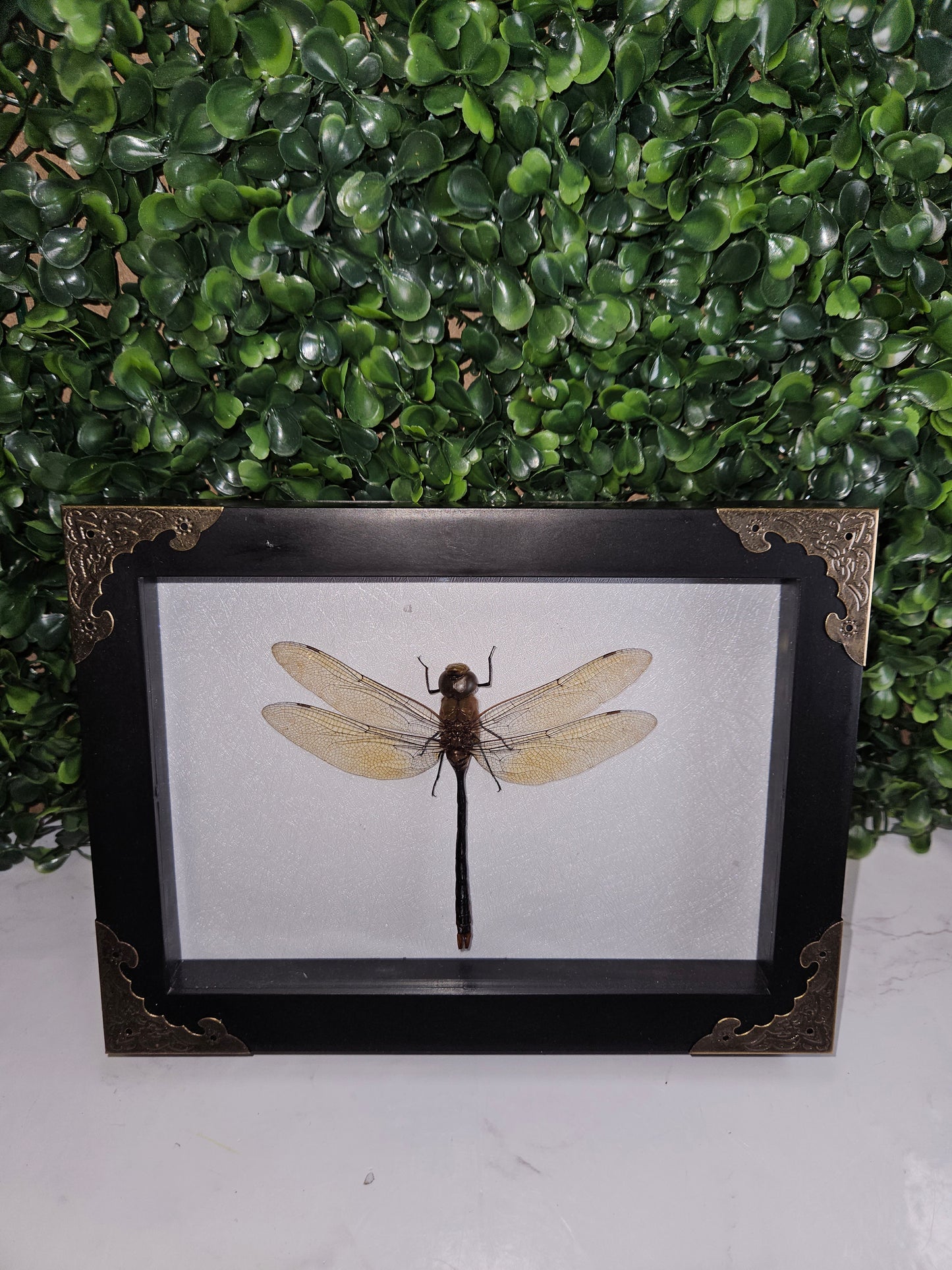 Framed EMPEROR DRAGONFLY
