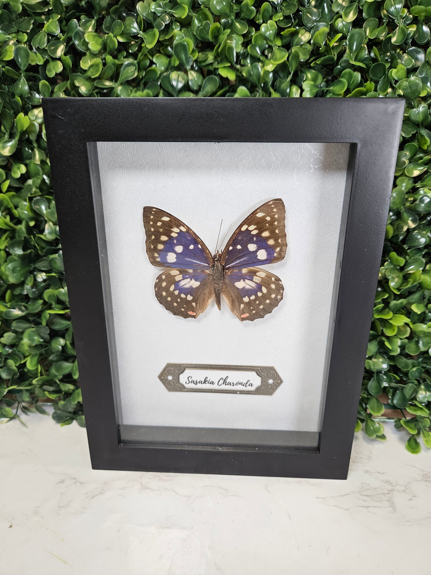 5x7 black framed butterfly - purple charonda
