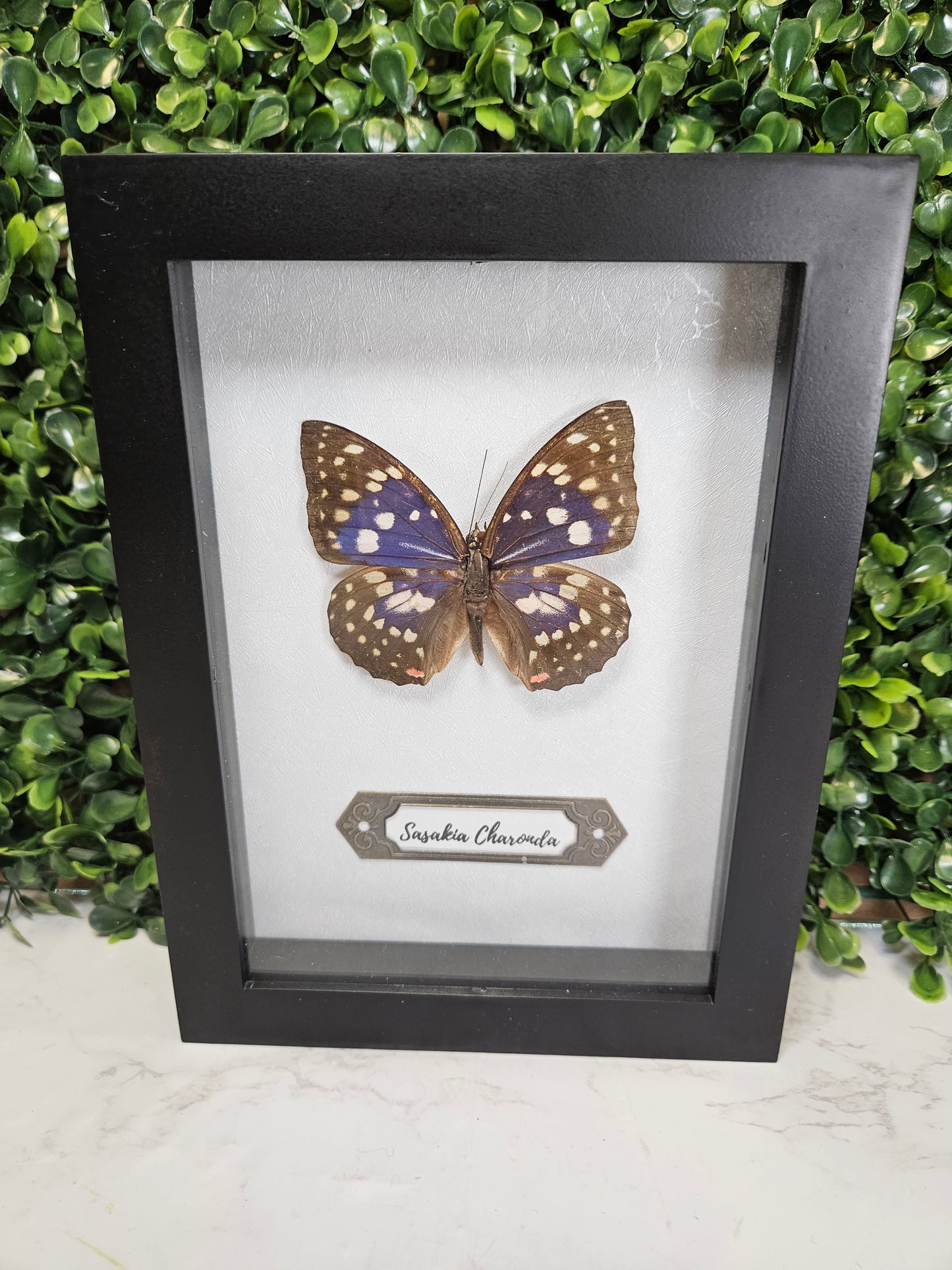 5x7 black framed butterfly - purple charonda