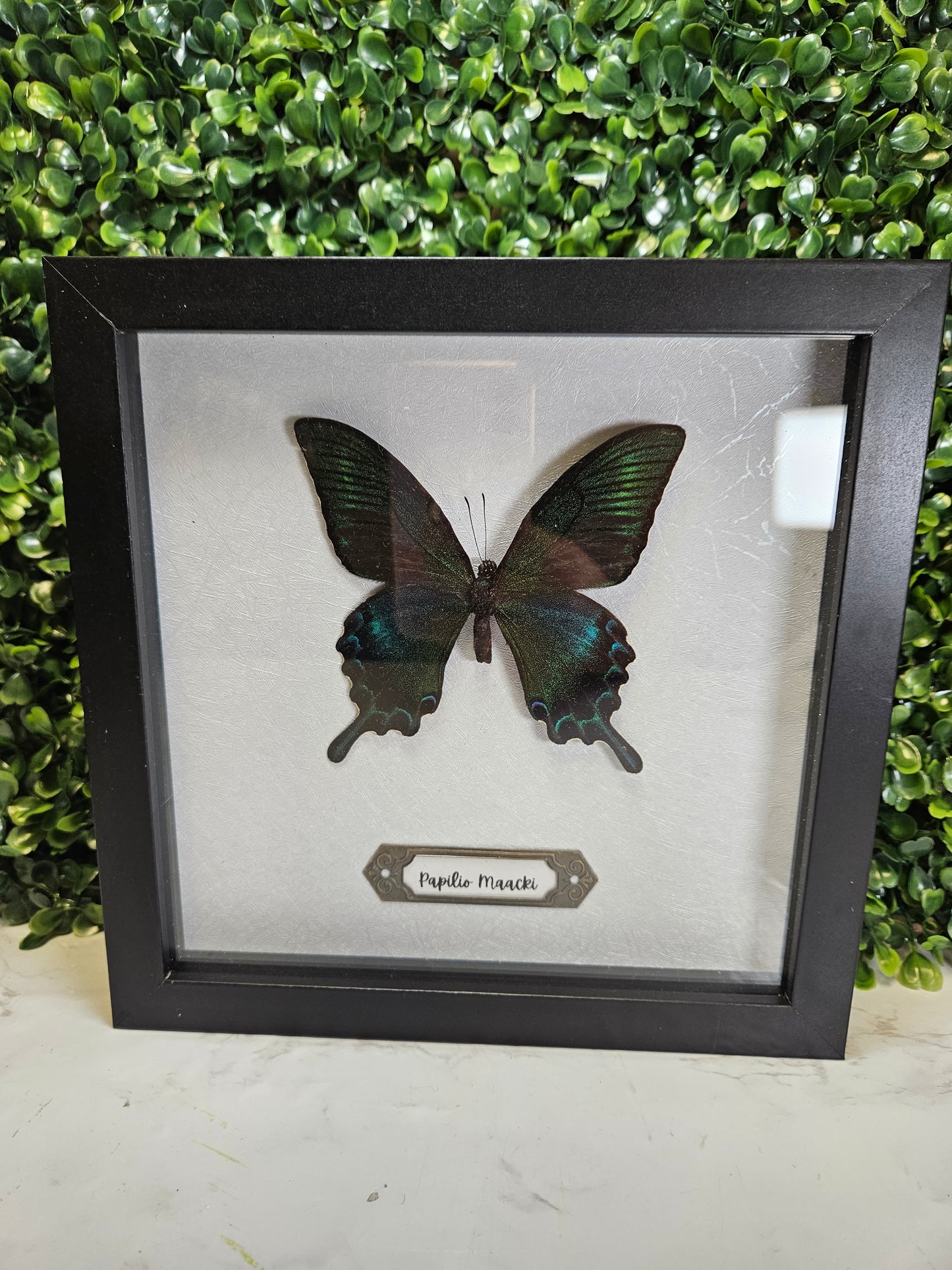Black framed 8x8 Papilio butterfly