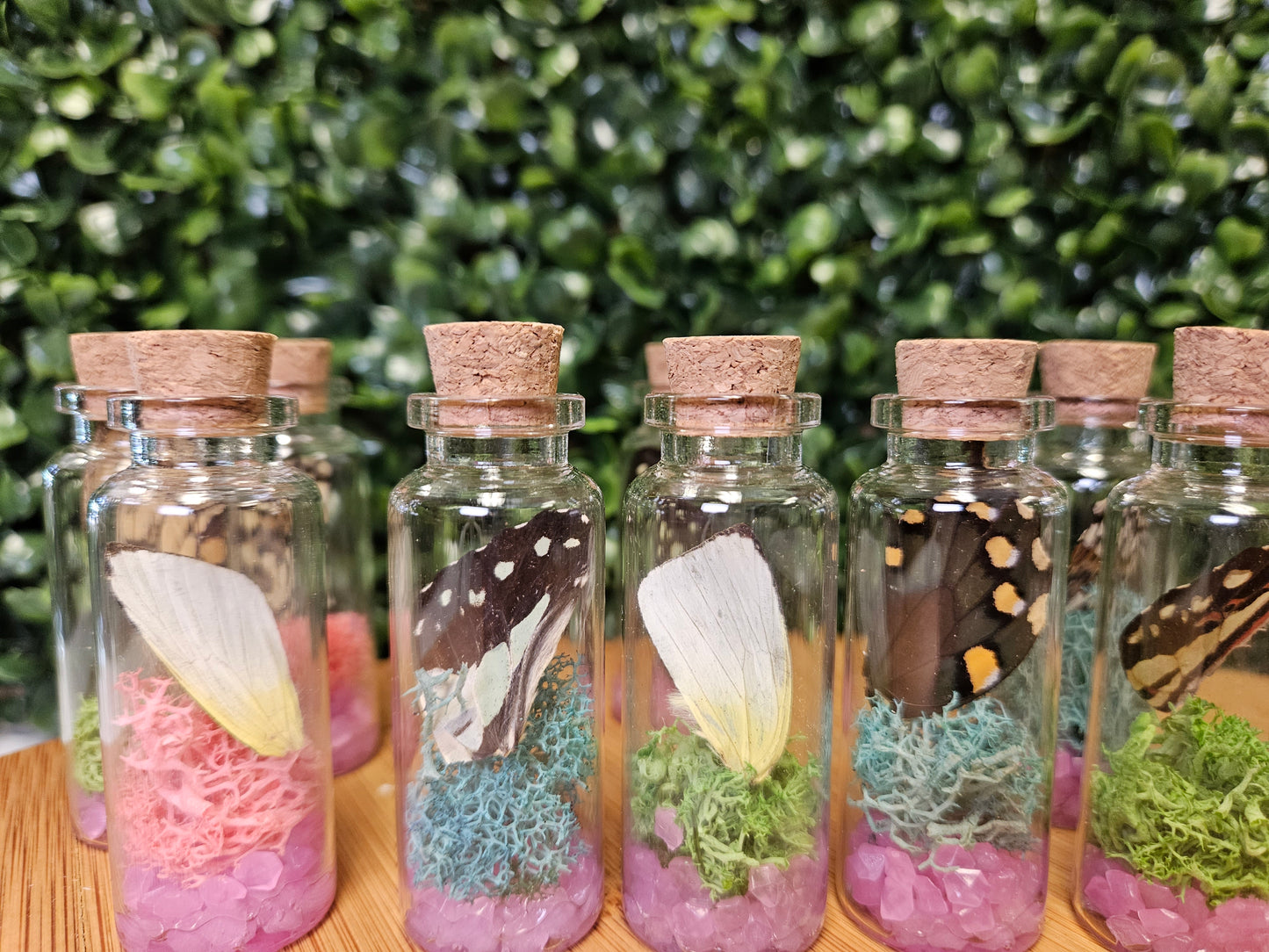 Butterfly wing jar - pink glow in the dark