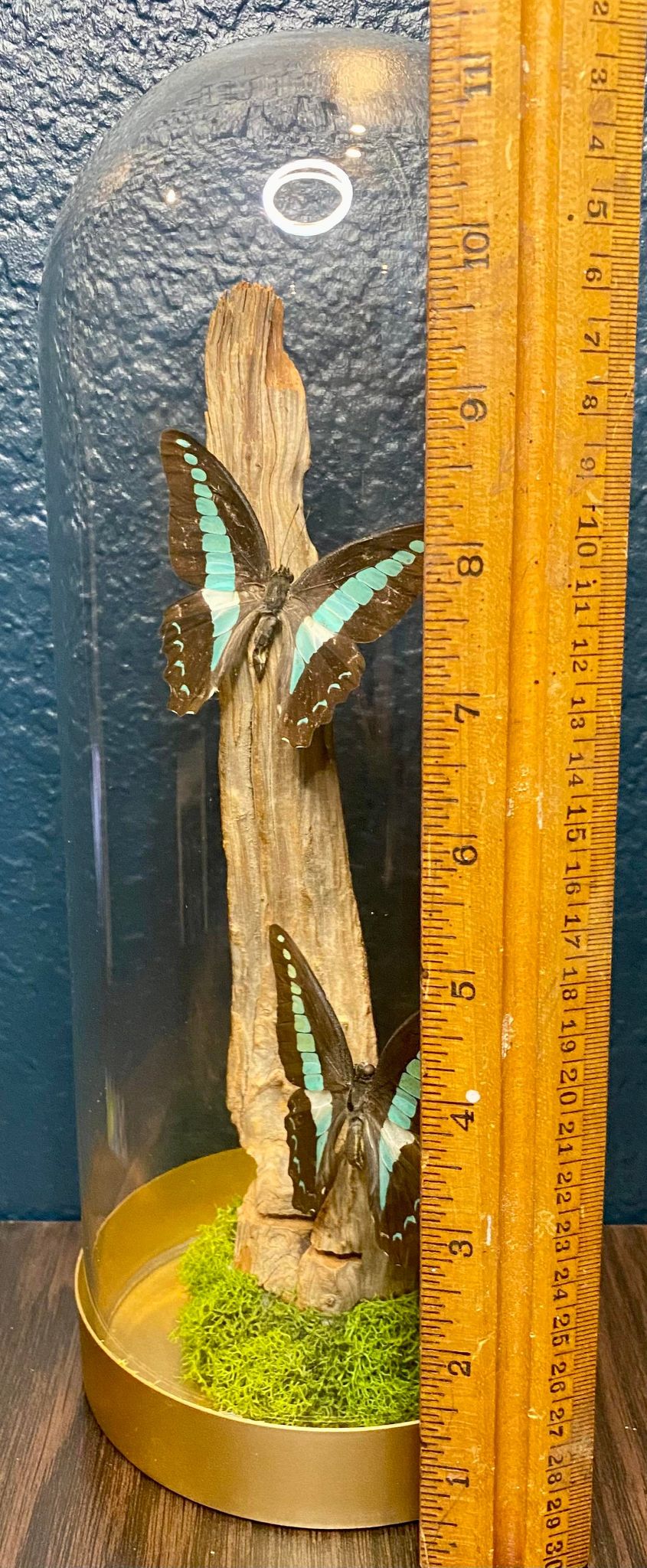 GRAPHIUM SARPEDON BUTTERFLY CLOCHE