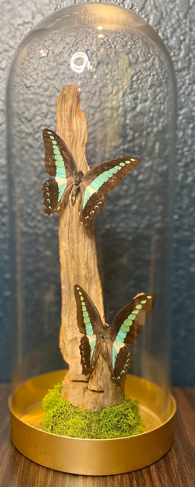 GRAPHIUM SARPEDON BUTTERFLY CLOCHE