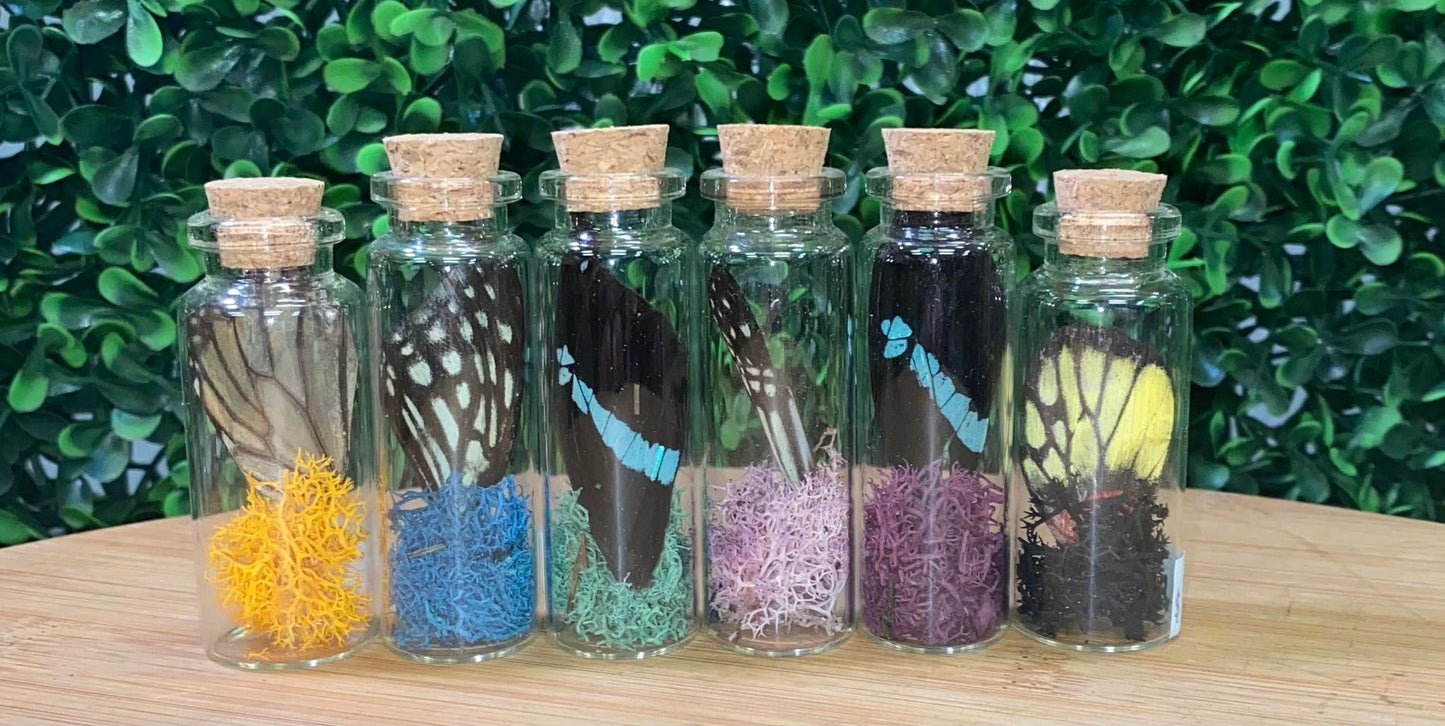 BUTTERFLY WING JARS