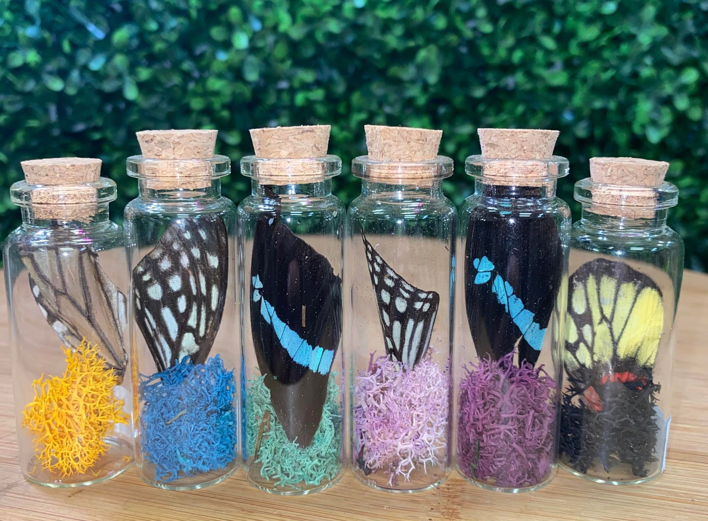 BUTTERFLY WING JARS
