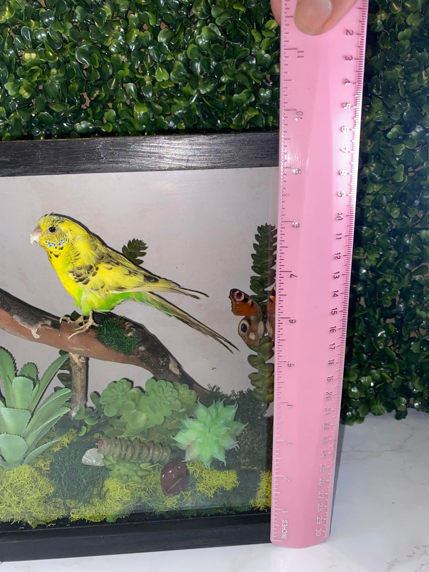 TAXIDERMY YELLOW & GREEN PARAKEET SHADOWBOX WITH BUTTERFLY