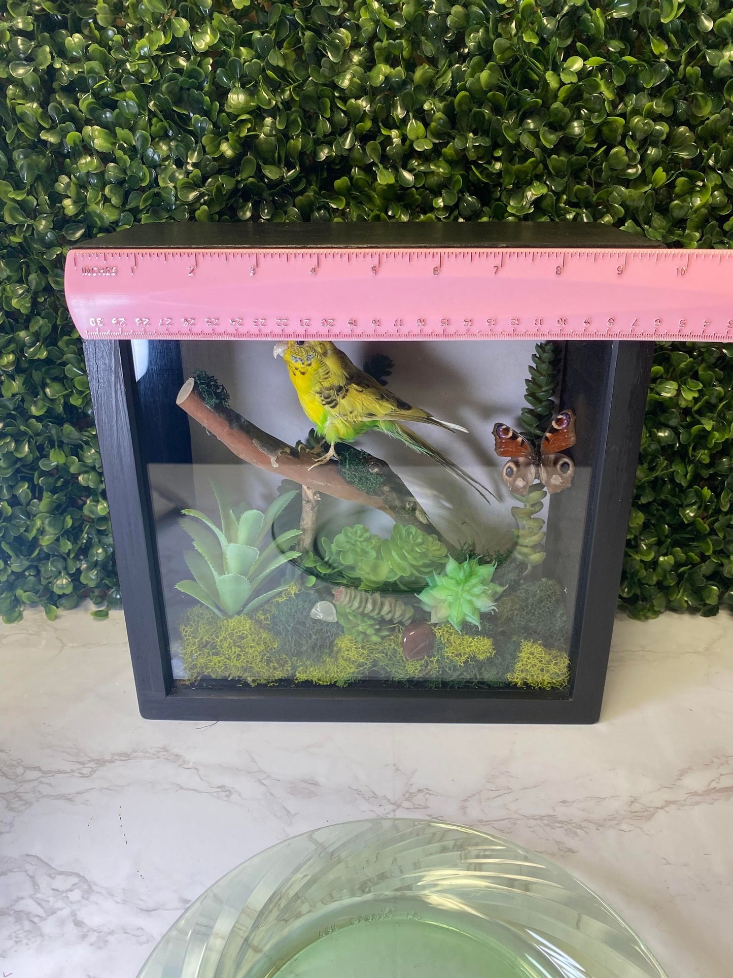 TAXIDERMY YELLOW & GREEN PARAKEET SHADOWBOX WITH BUTTERFLY