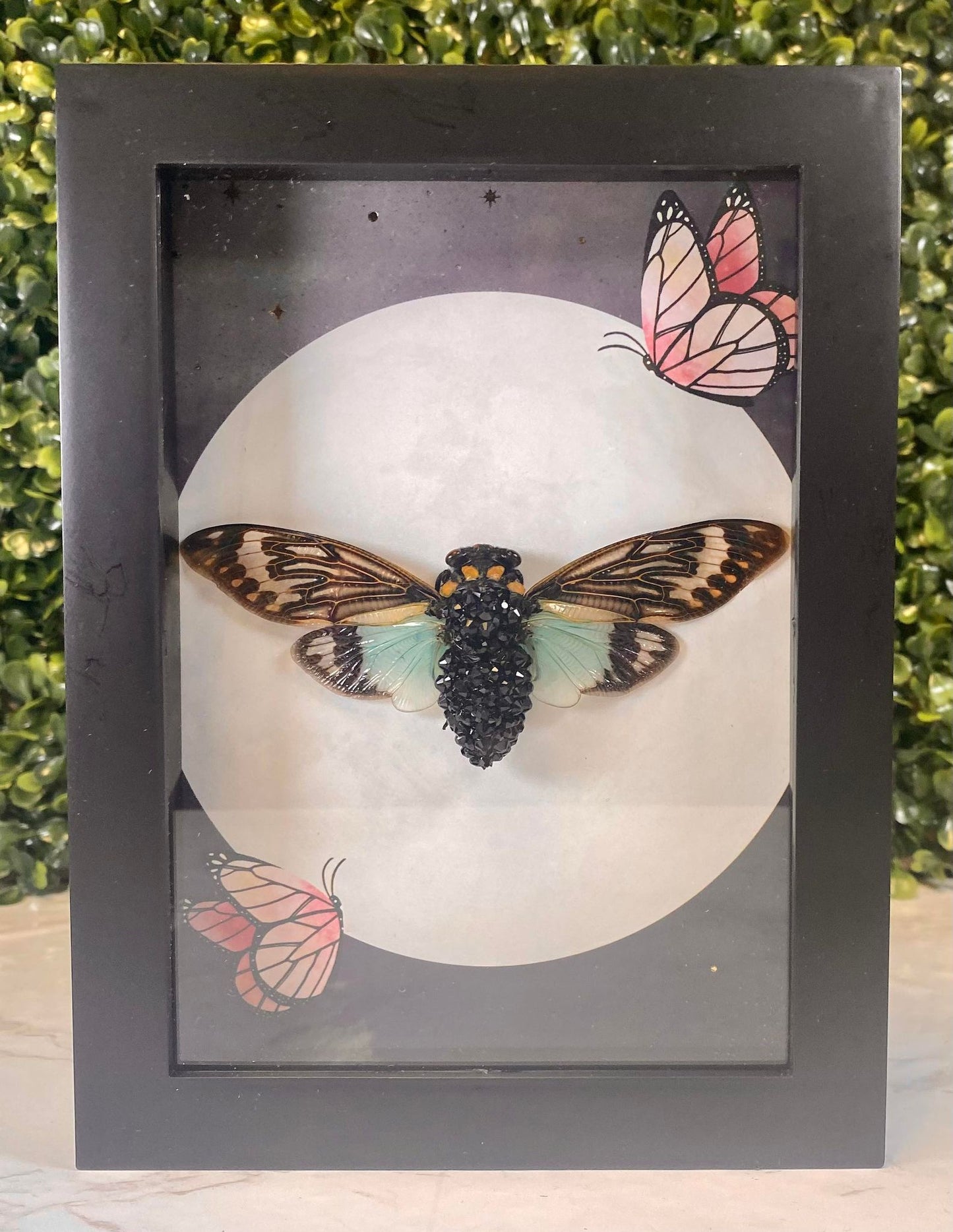 Black jeweled Tosena Splendida blue wing cicada with moon & pink butterflies