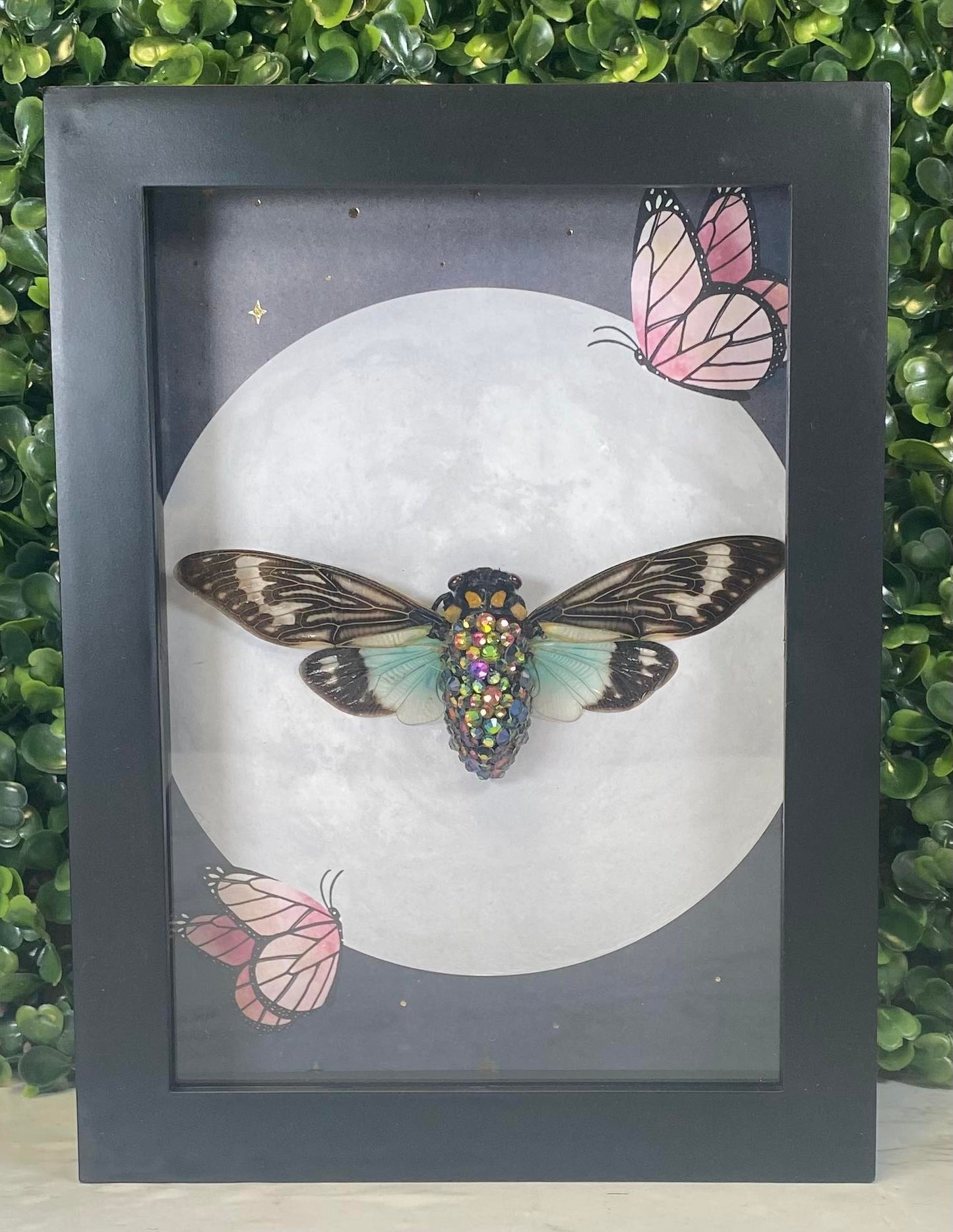 Jeweled Tosena Splendida blue wing cicada with moon & pink butterfly