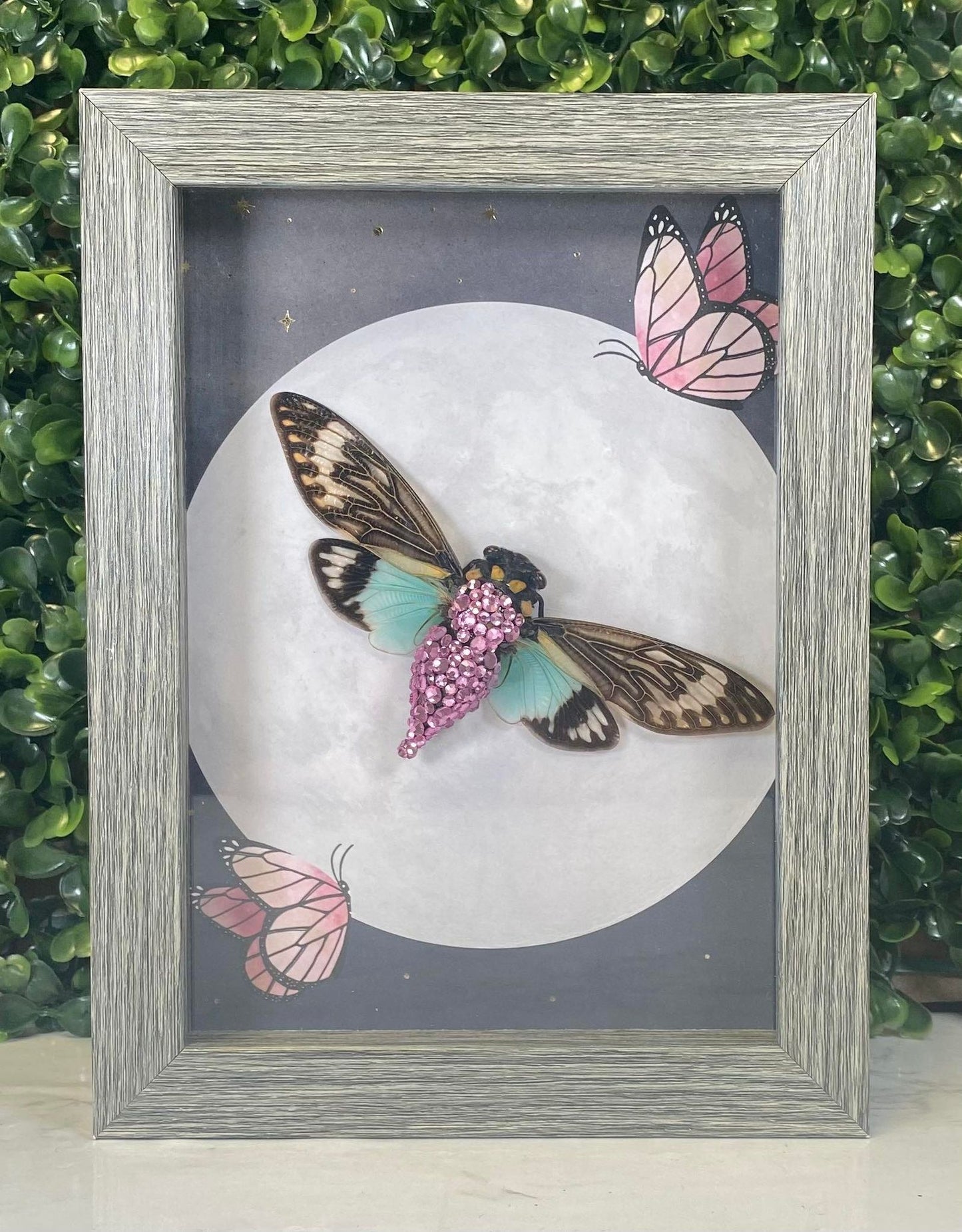 taxidermy blue cicada with a moon & pink butterfly background - gray frame