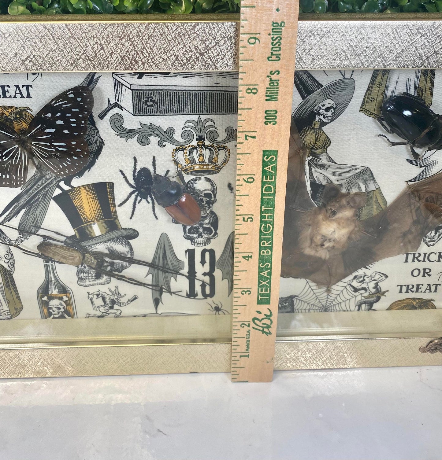 Spooky season Taxidermy bat, scorpian , spider , butterfly & beetles shadow box frame - oddities