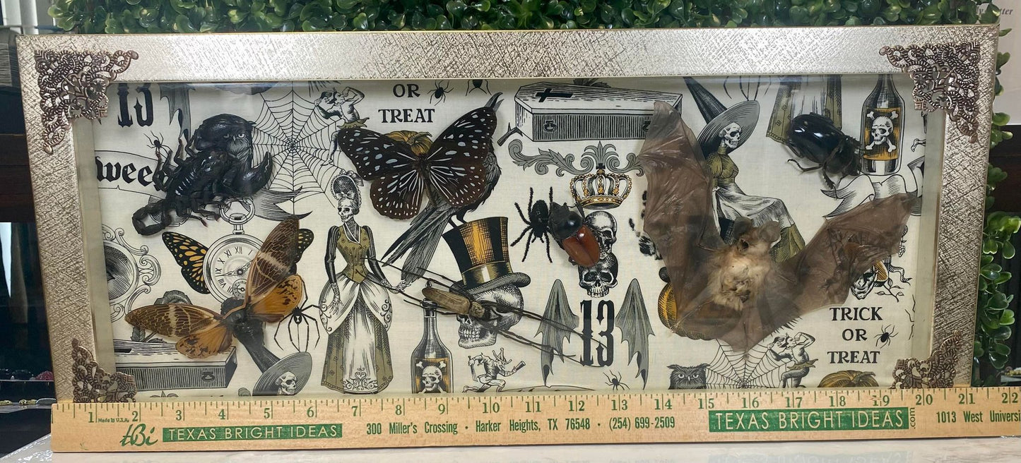Spooky season Taxidermy bat, scorpian , spider , butterfly & beetles shadow box frame - oddities