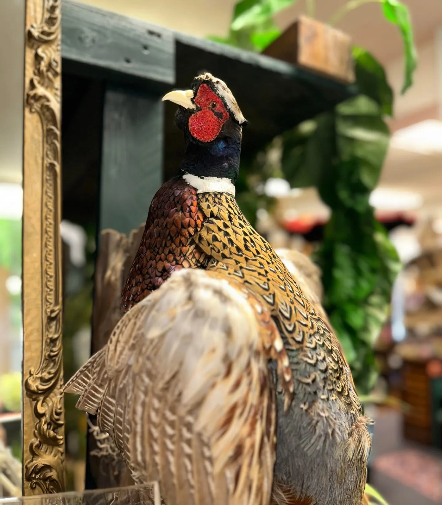 Taxidermy pheasant flying wall hanger