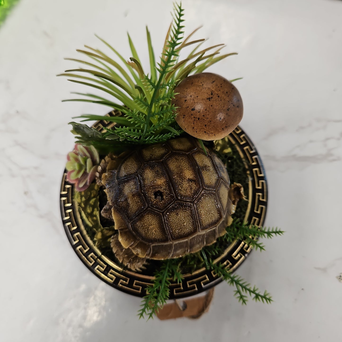 Sulcata tortoise hatchling