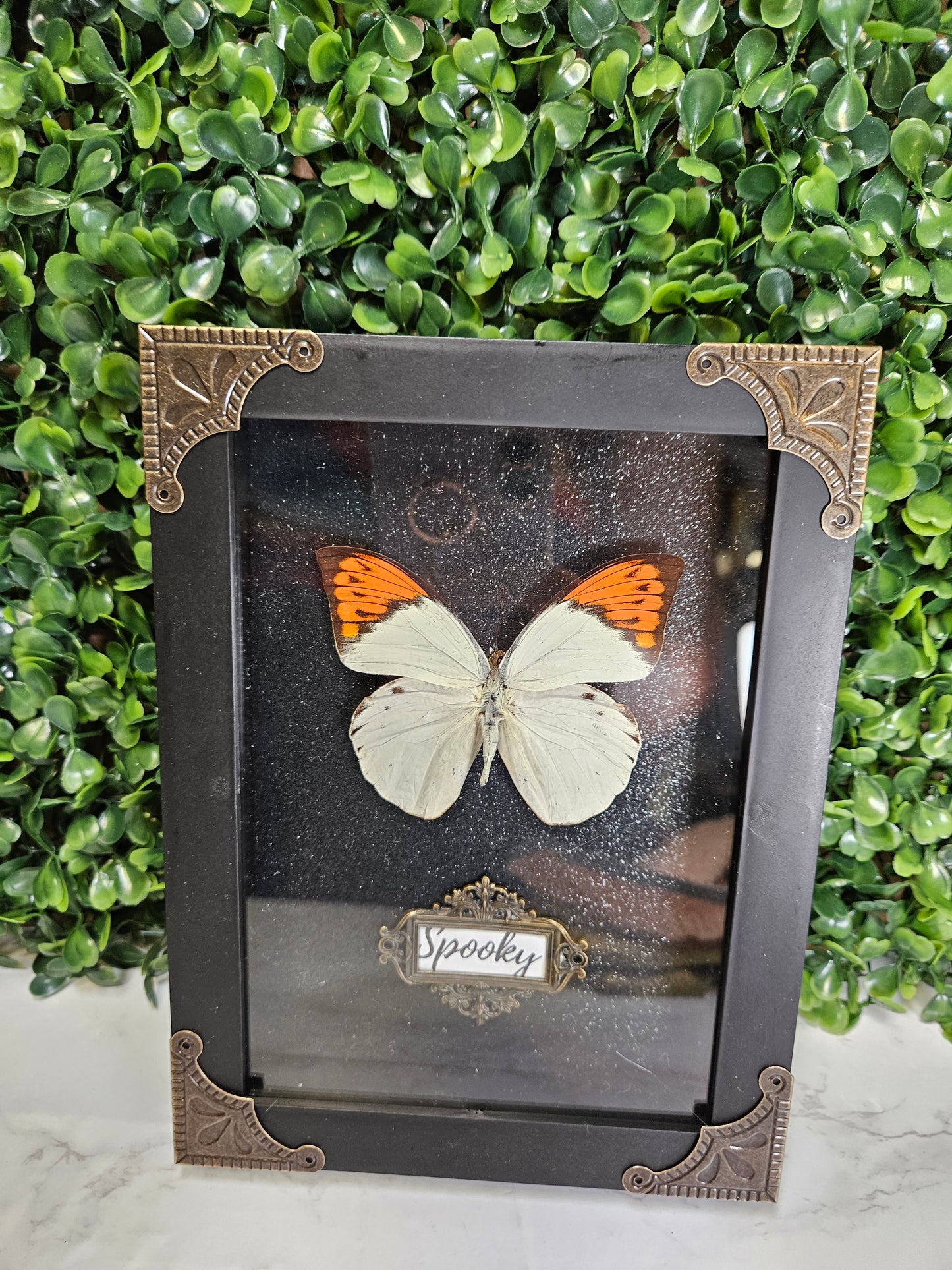 SPOOKY Black framed black glitter orange & white framed butterfly