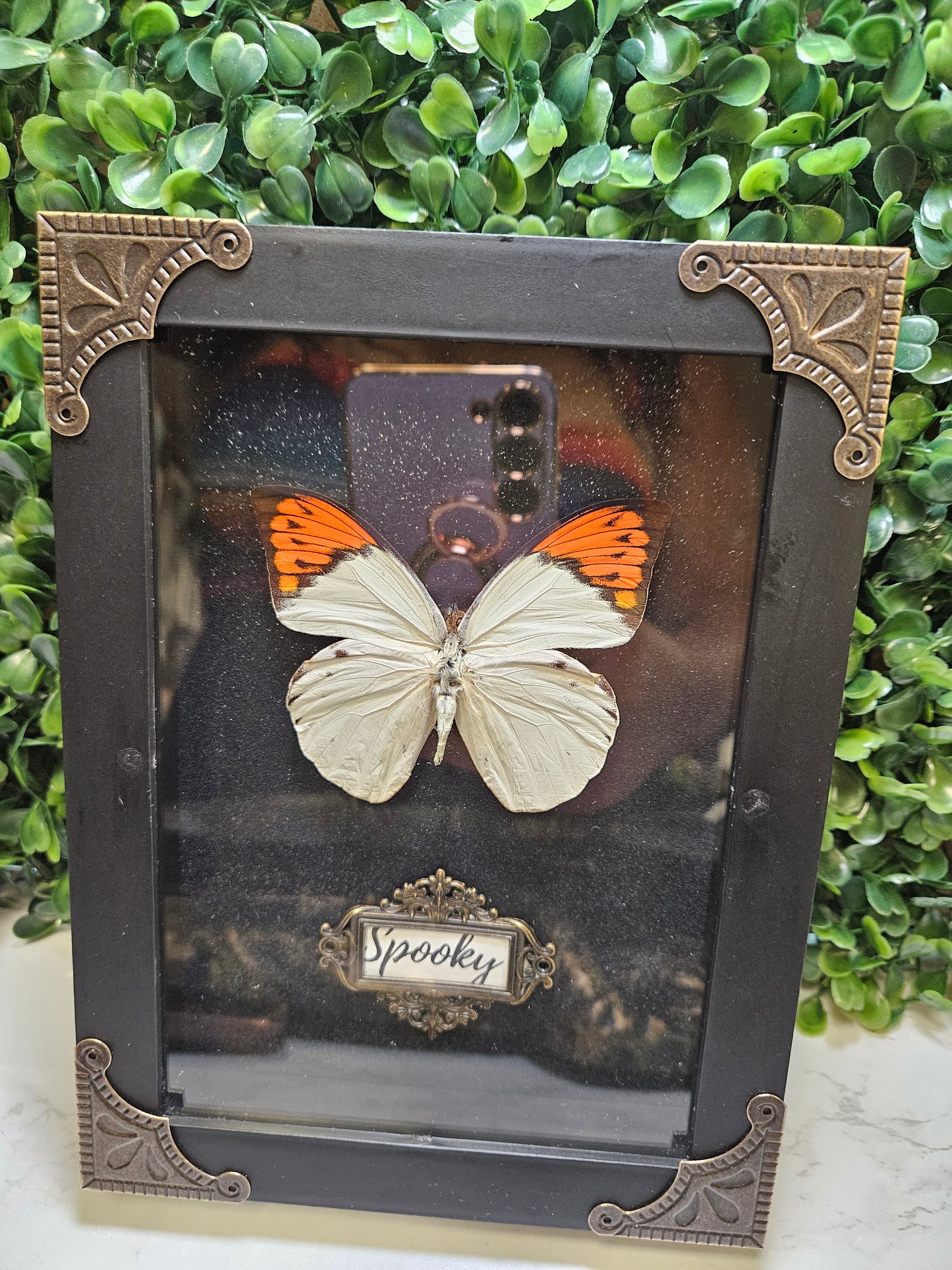 SPOOKY Black framed black glitter orange & white framed butterfly